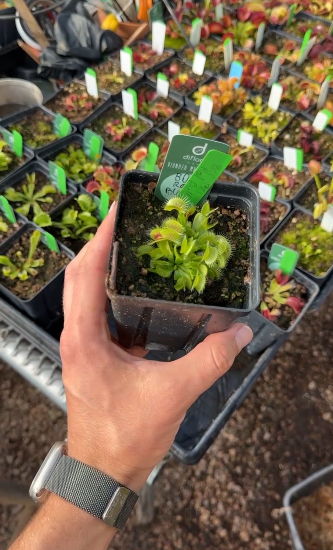 Dionaea muscipula BCP Red Bull BO1