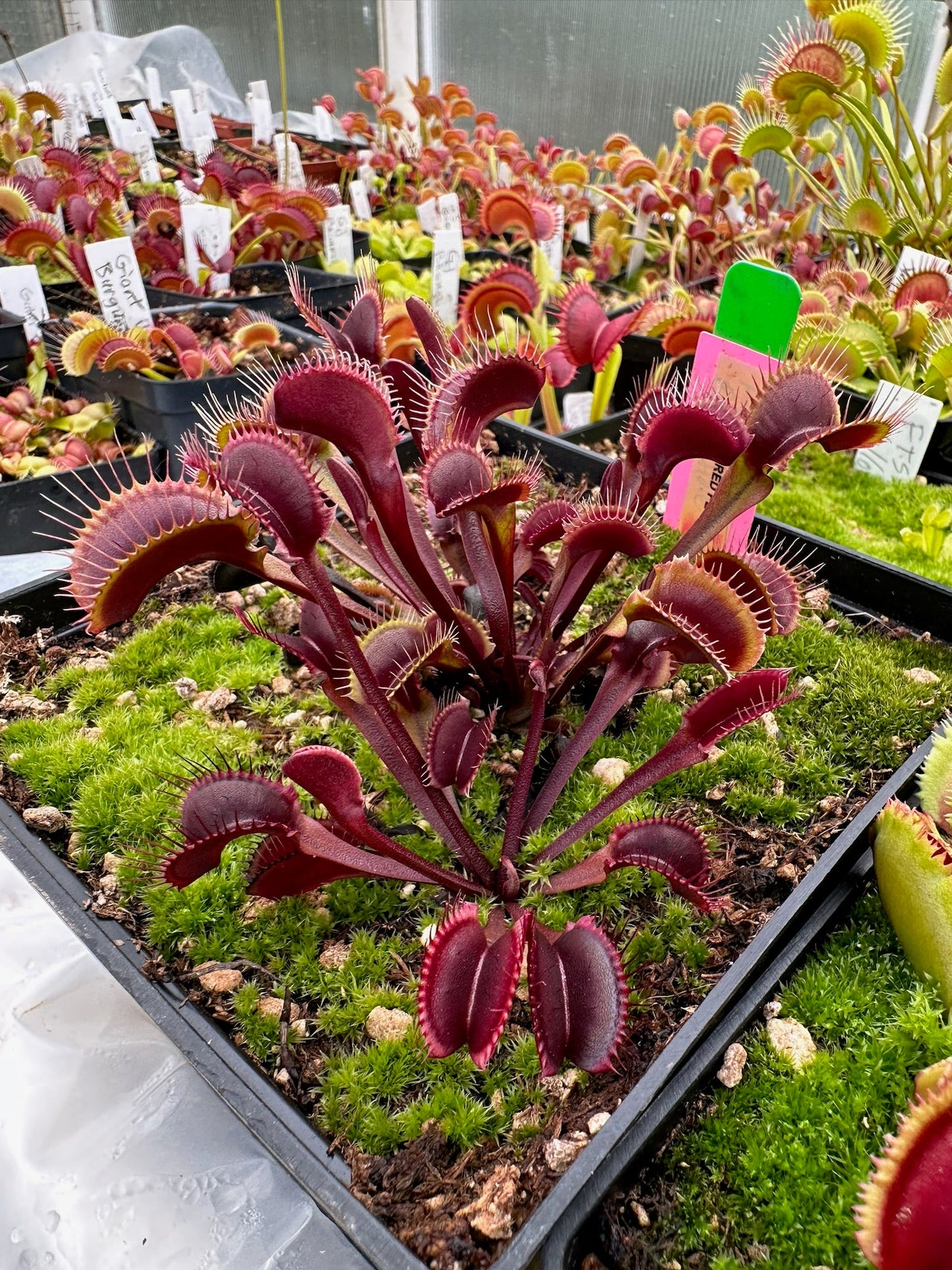 Dionaea muscipula BCP Red Fused Petiole