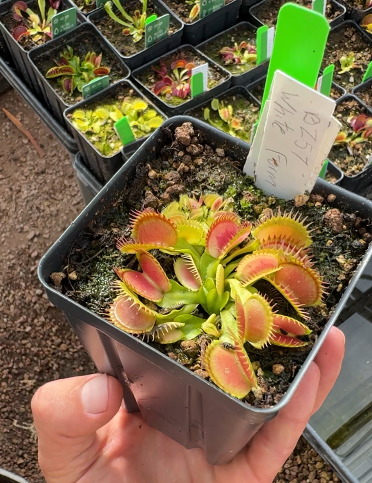 Dionaea muscipula BZ 57 White Form