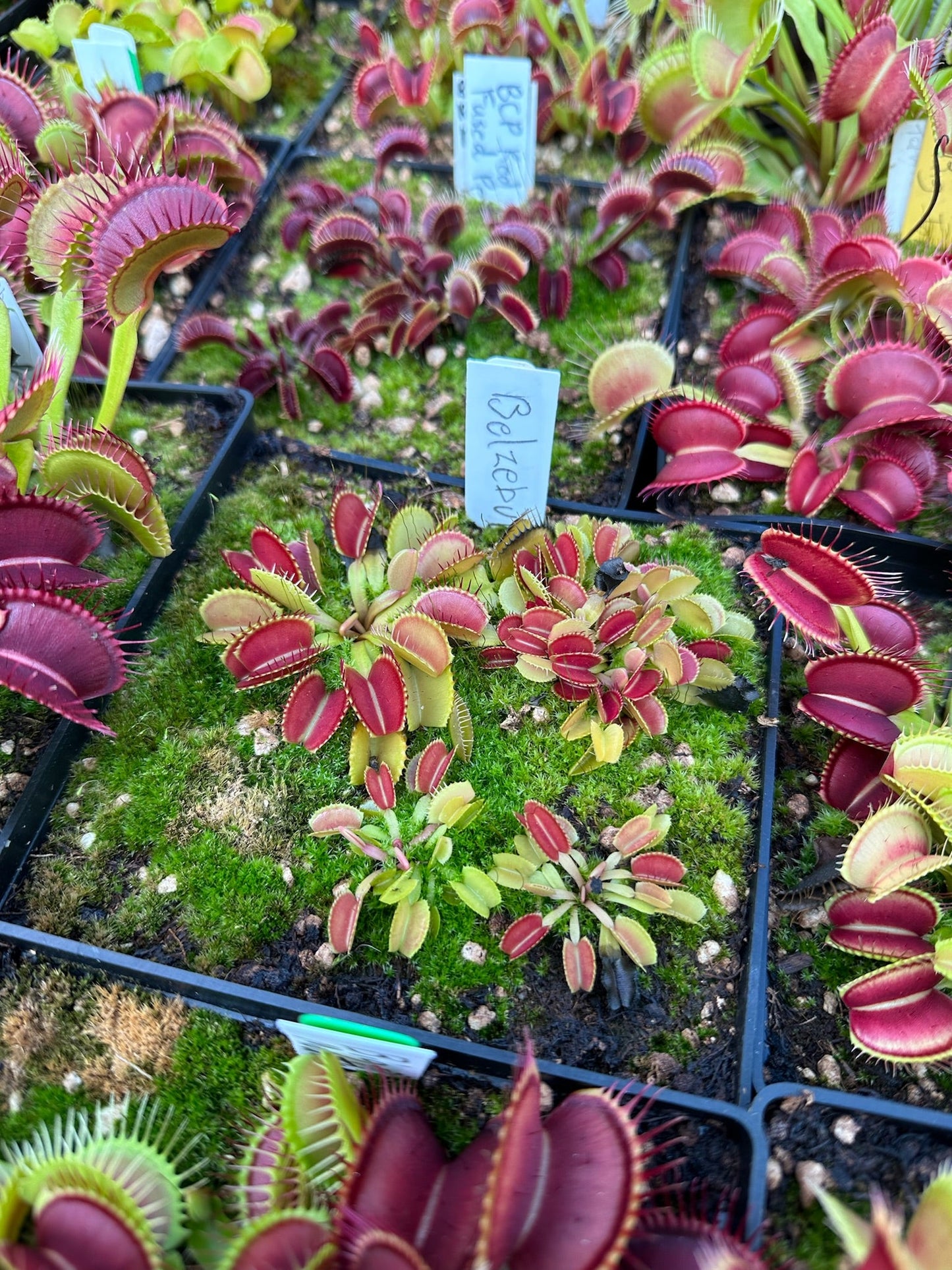 Dionaea muscipula Belzebùb