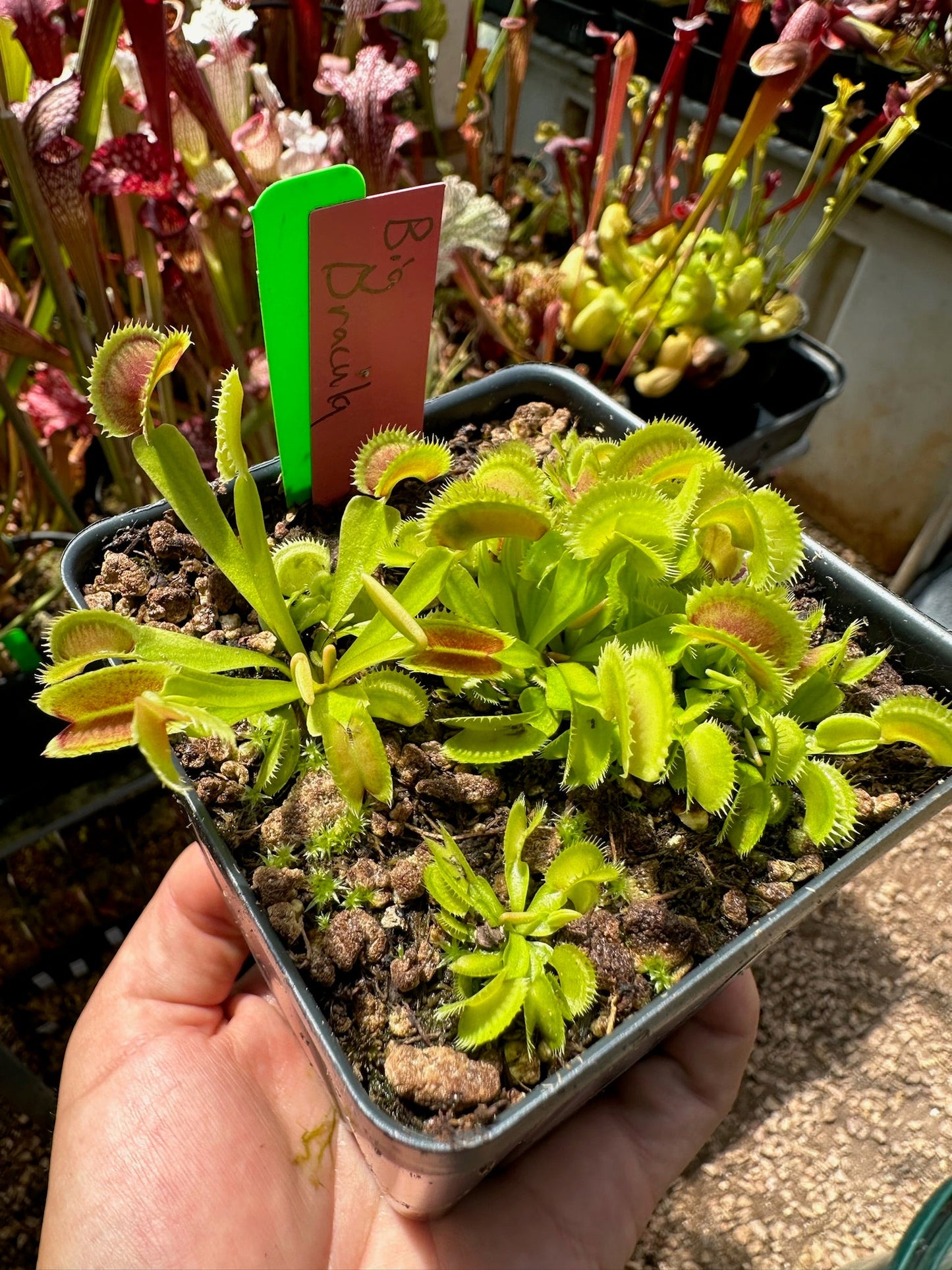 Dionaea muscipula Big Dracula