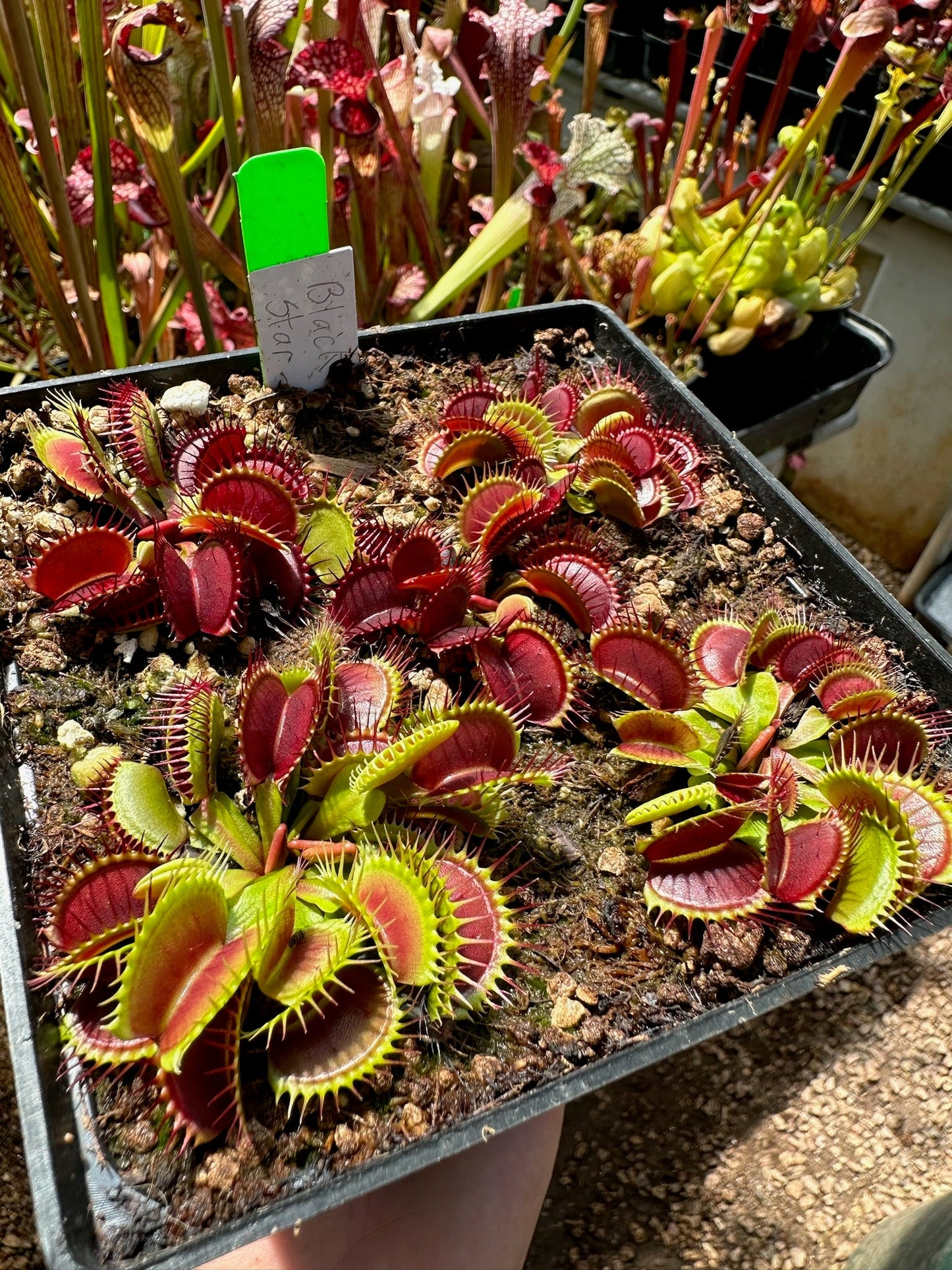 Dionaea muscipula Black Star
