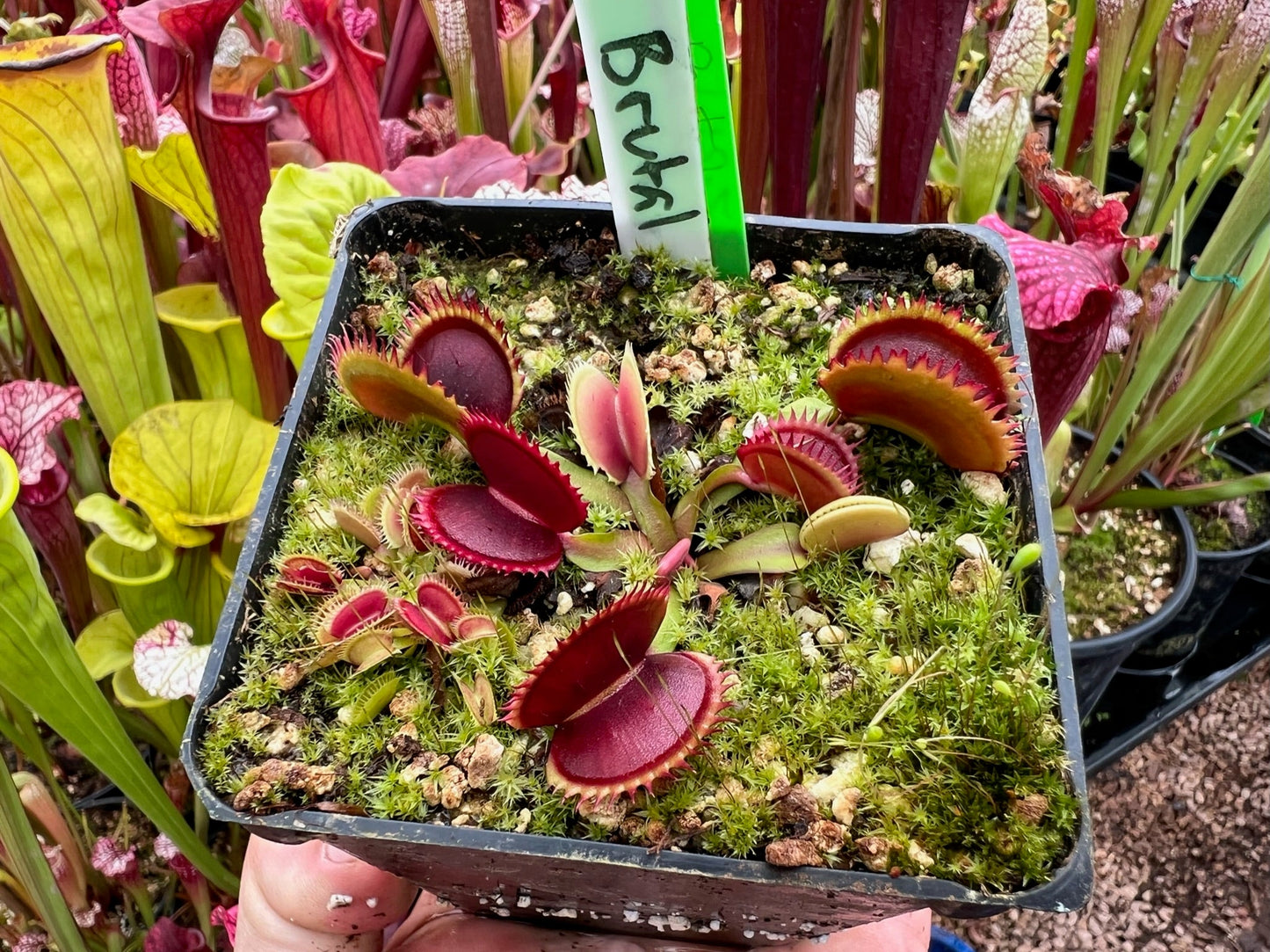 Dionaea muscipula Brutal Shark