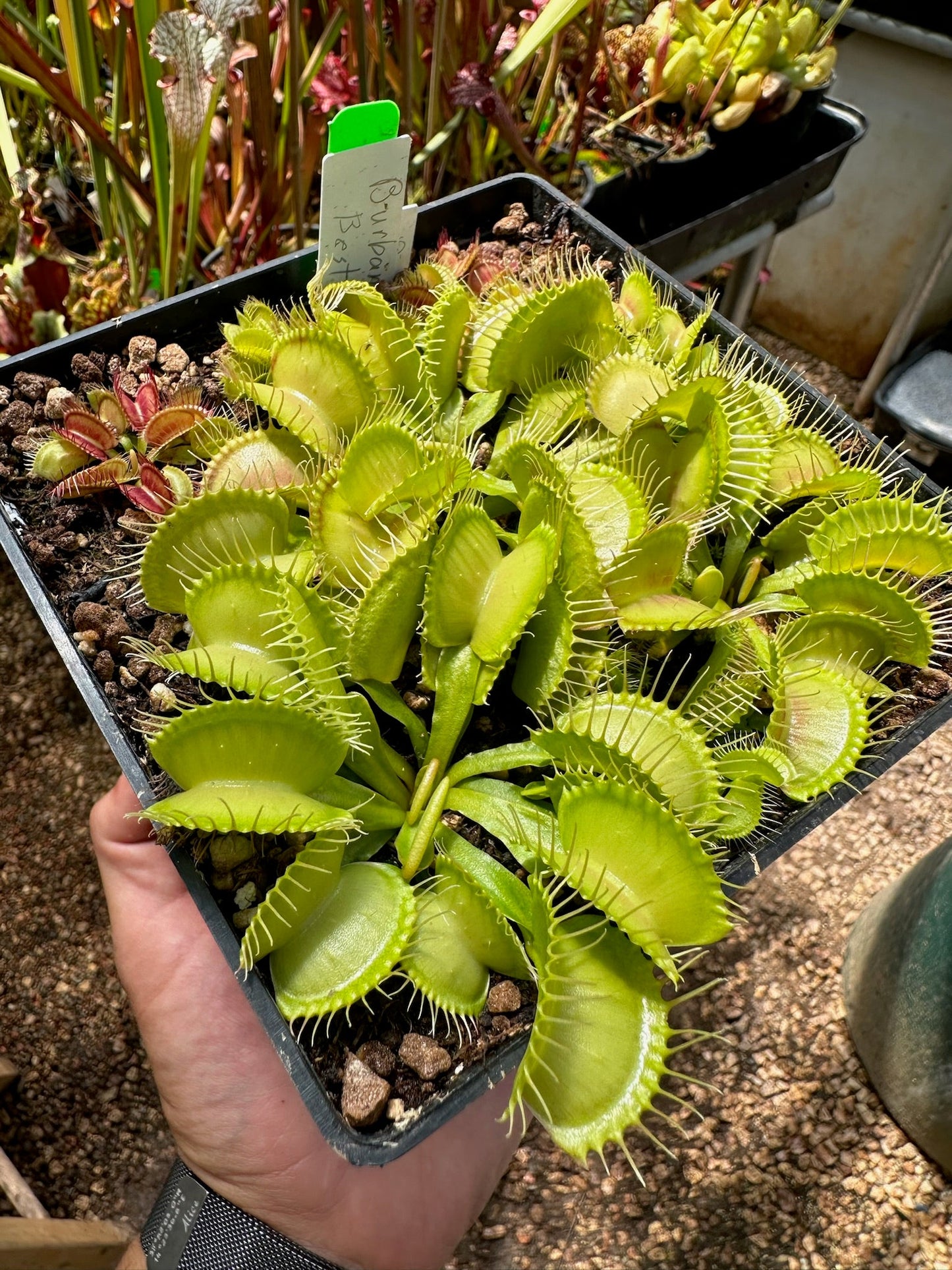 Dionaea muscipula Burbanks Best