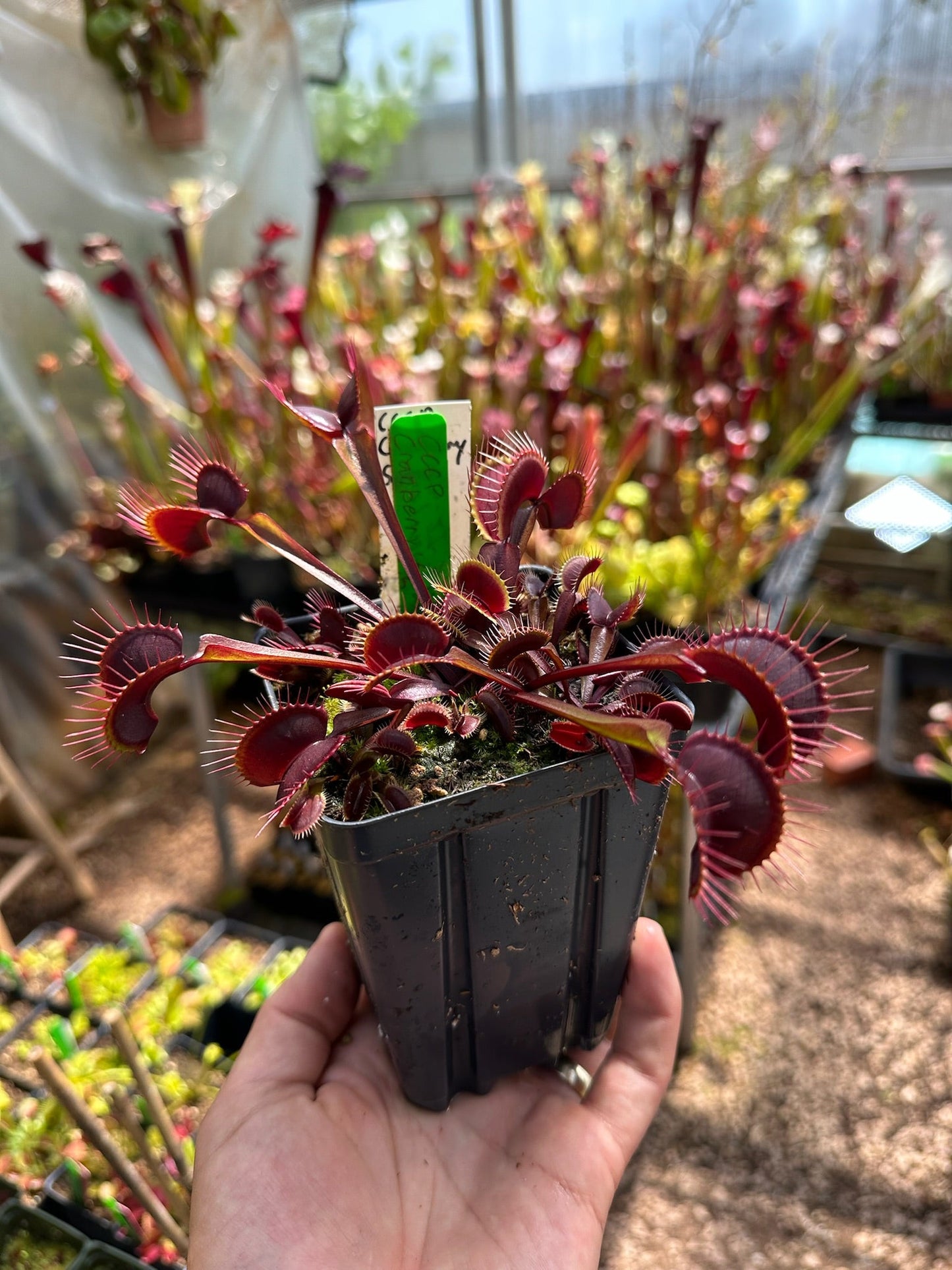Dionaea muscipula CCCP Cranberry Splash