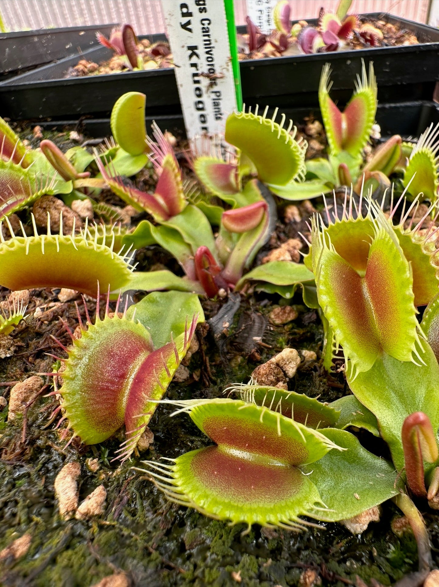 Dionaea muscipula CCCP Freddy Kruger