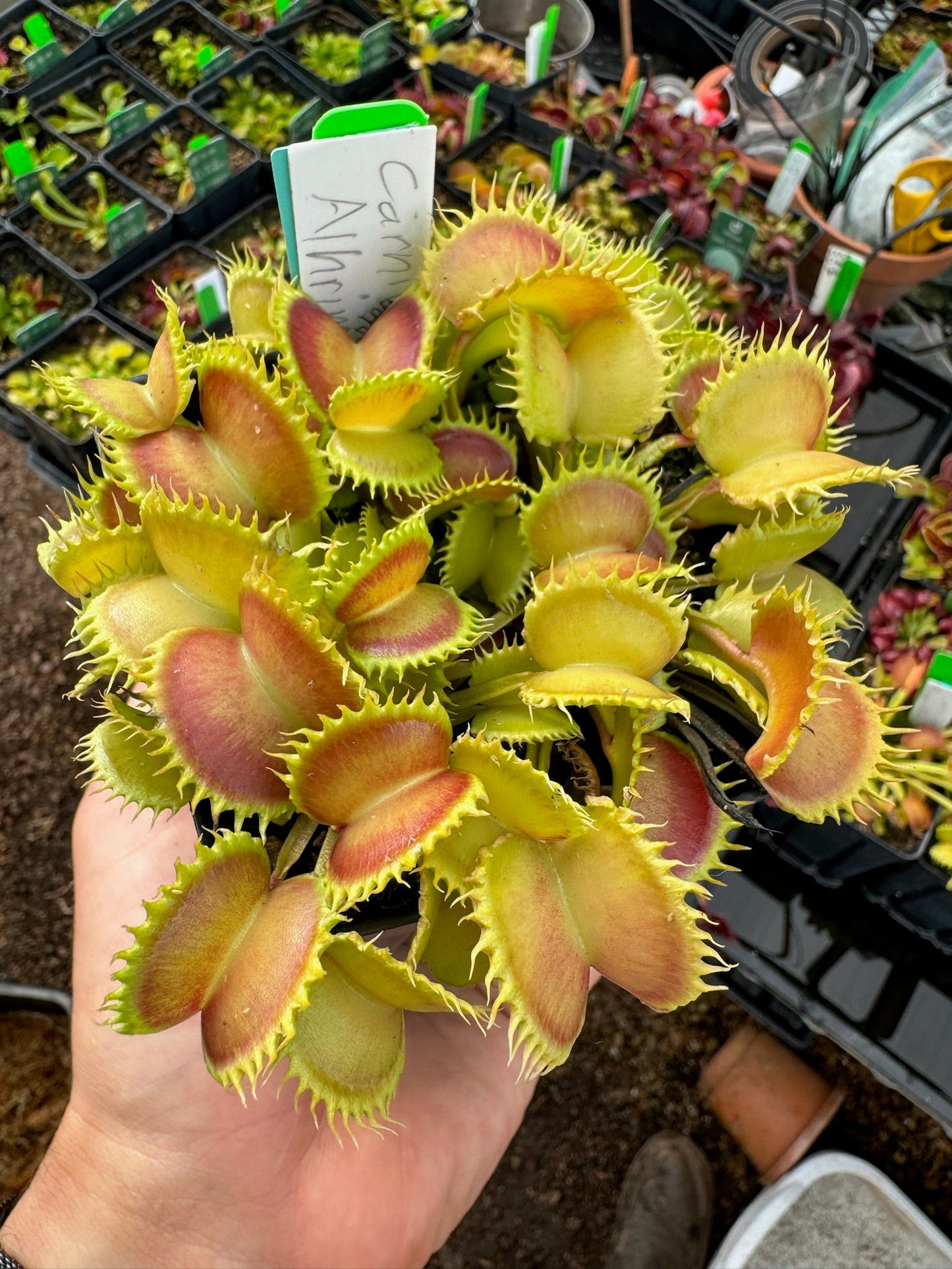 Dionaea muscipula Carnivoria Alhirman