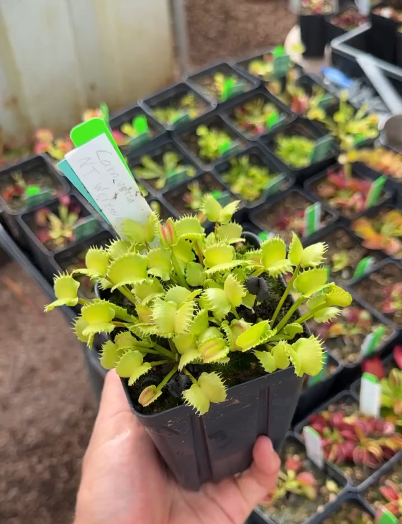 Dionaea muscipula Carnivoria NT Werewolf