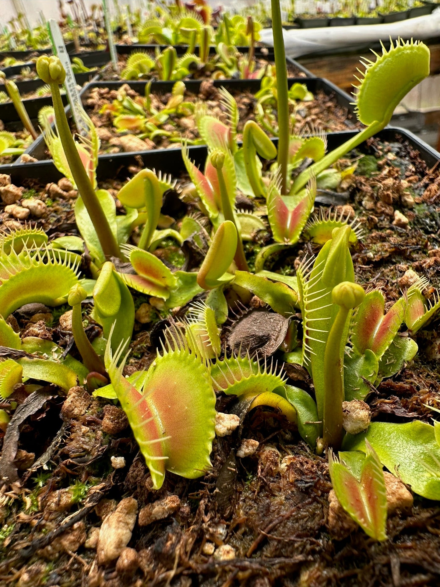 Dionaea muscipula Carolina Red Trap