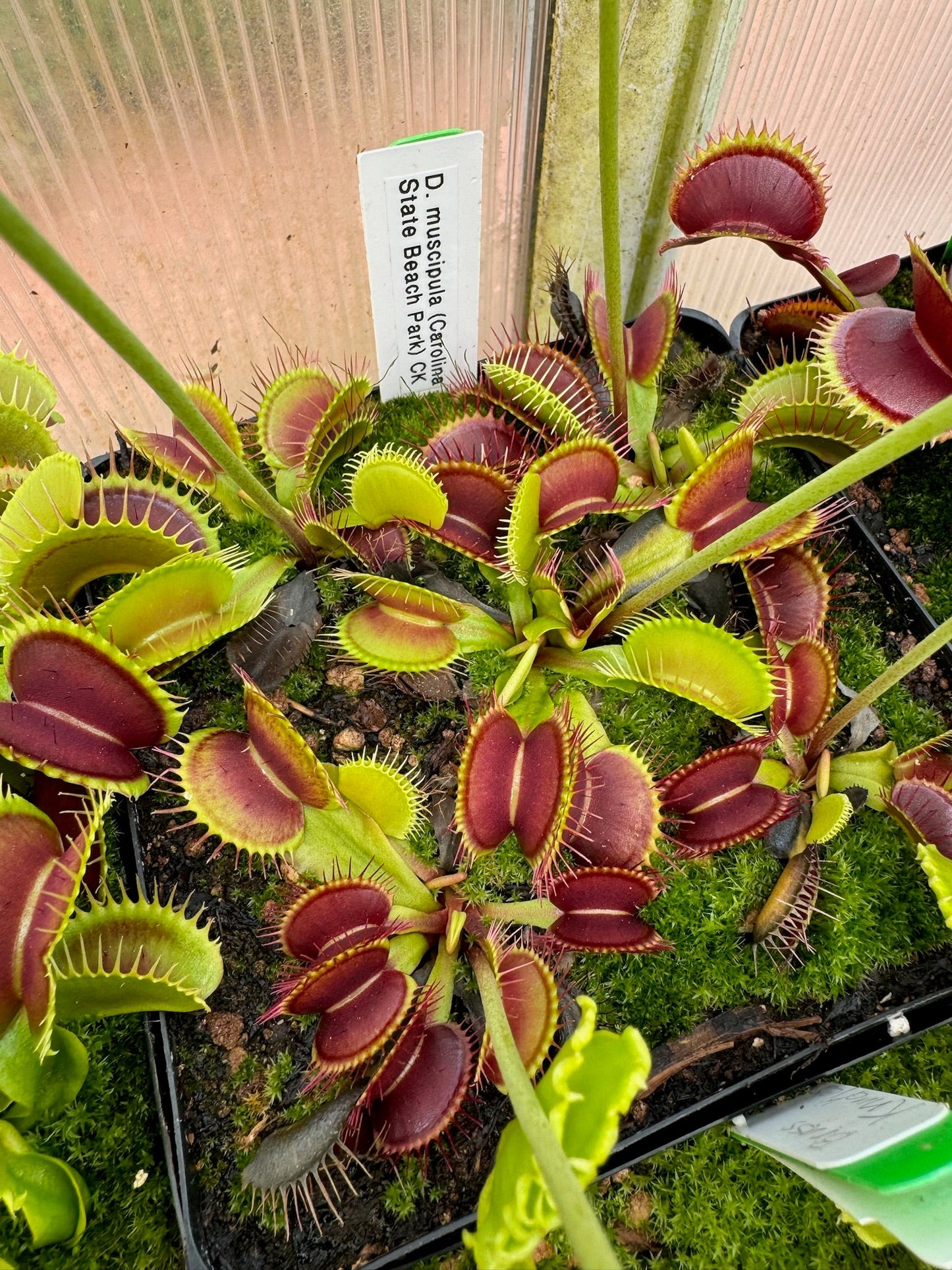 Dionaea muscipula Carolina State Beach Park CK