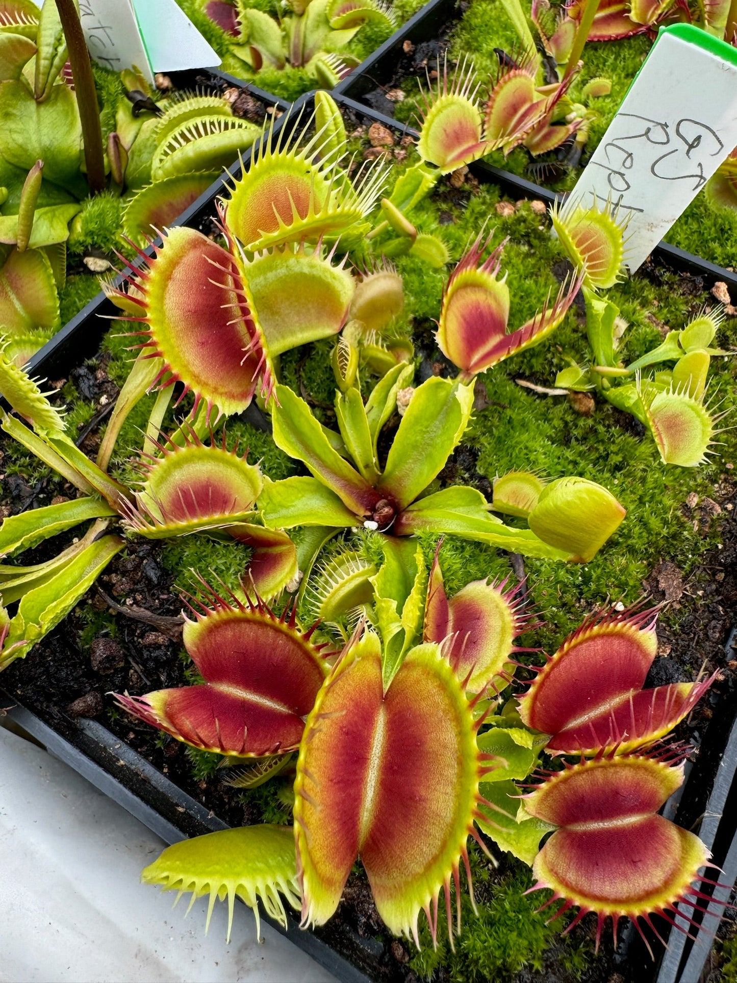 Dionaea muscipula GJ Reptile