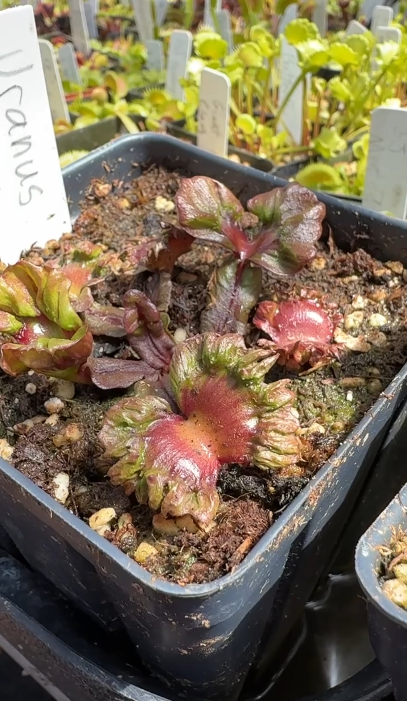Dionaea muscipula Uranus