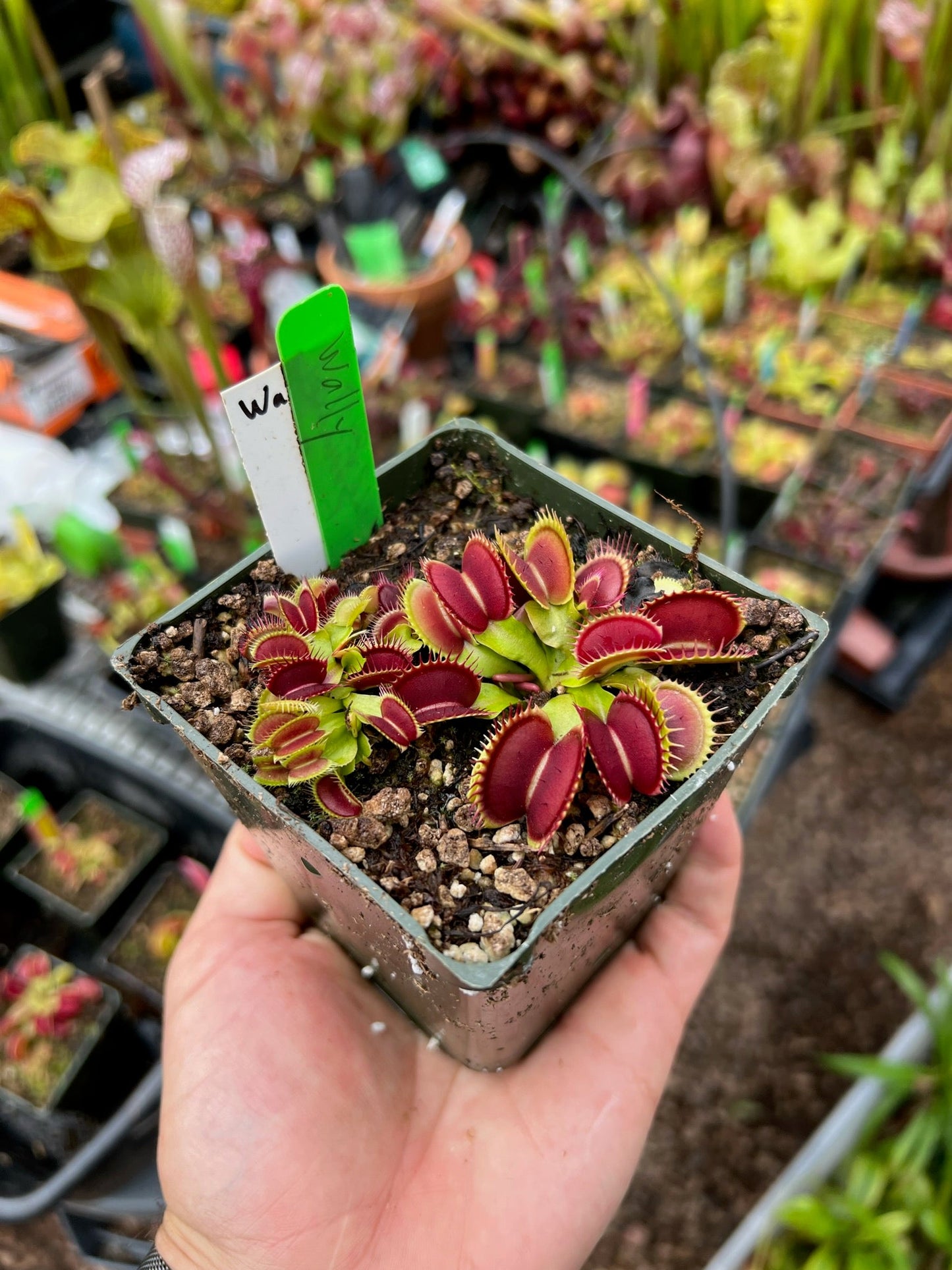 Dionaea muscipula Wally