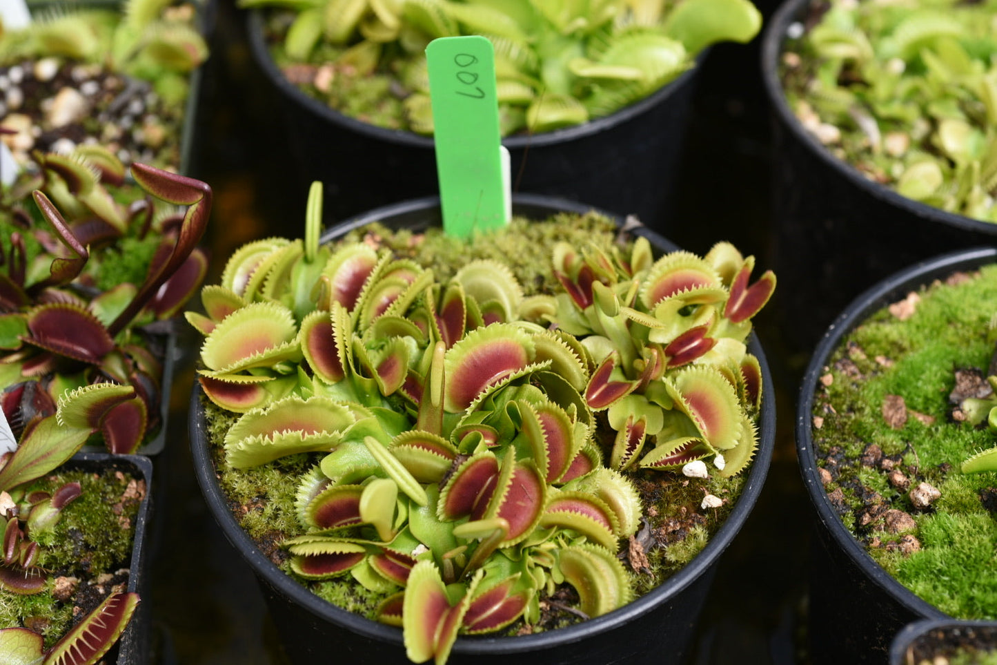 Dionaea muscipula 007