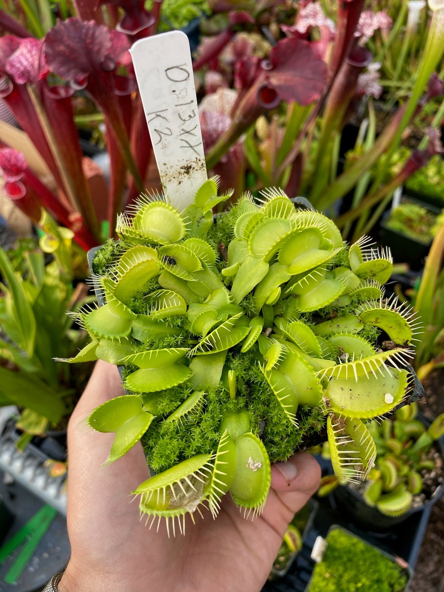 Dionaea muscipula 13XX K2