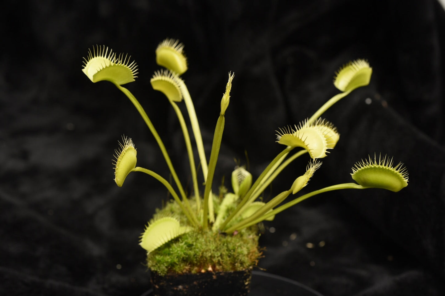 Dionaea muscipula 1955 not real