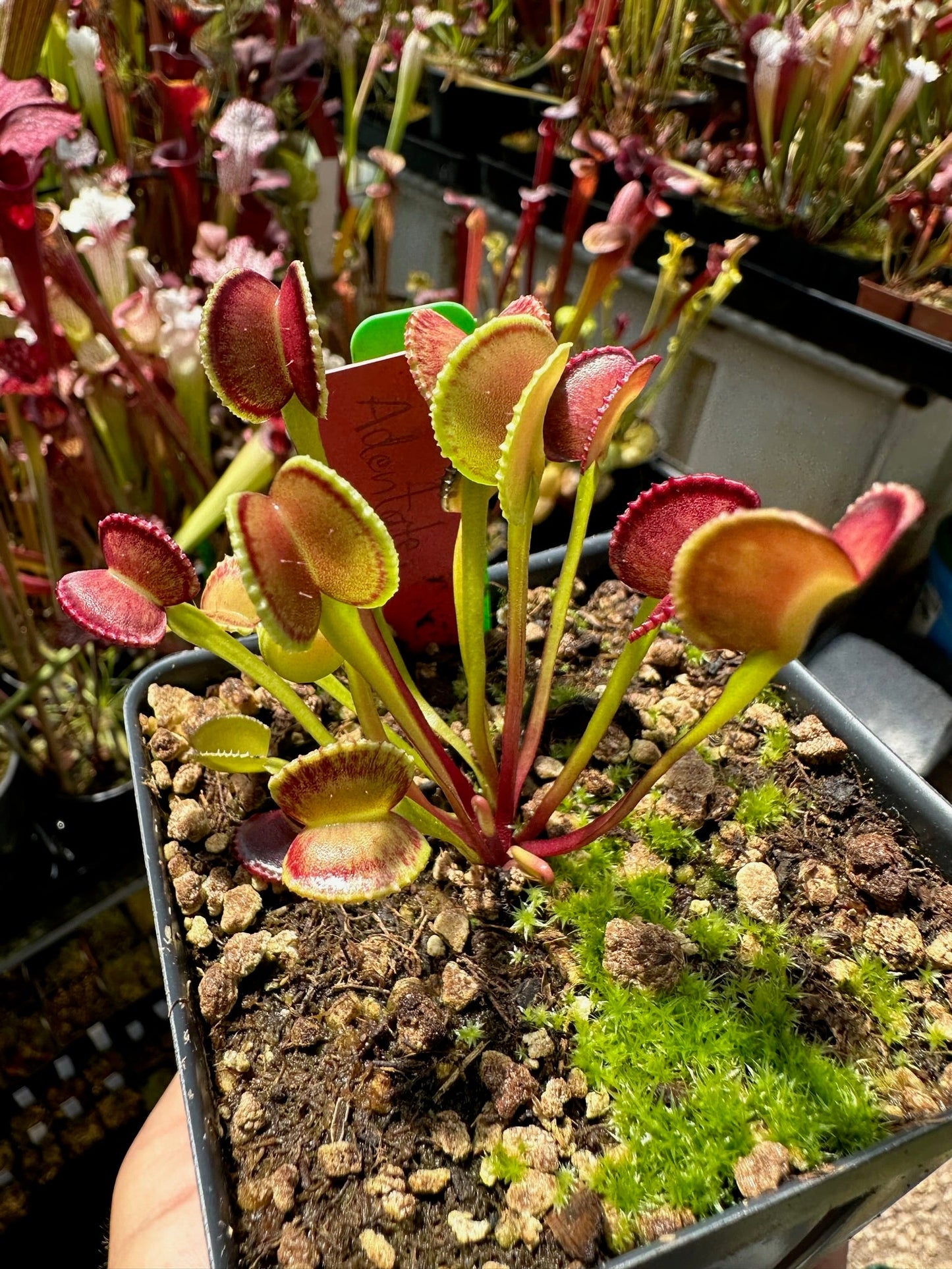 Dionaea muscipula Adentate