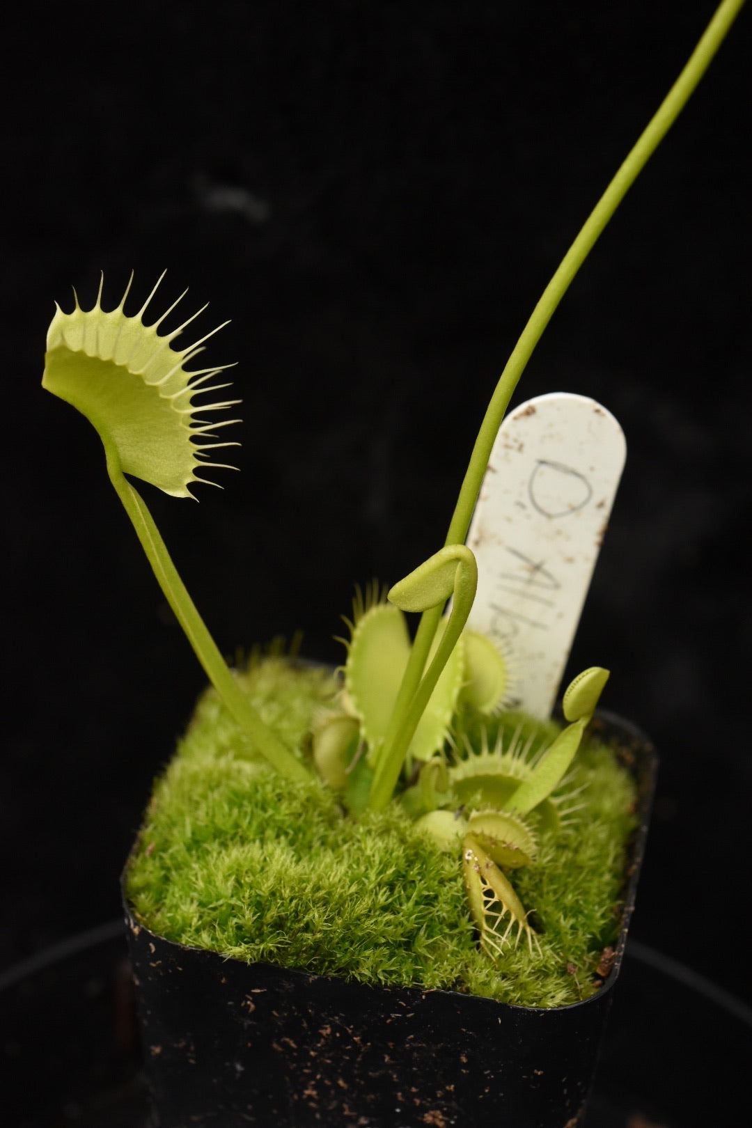 Dionaea muscipula Alba