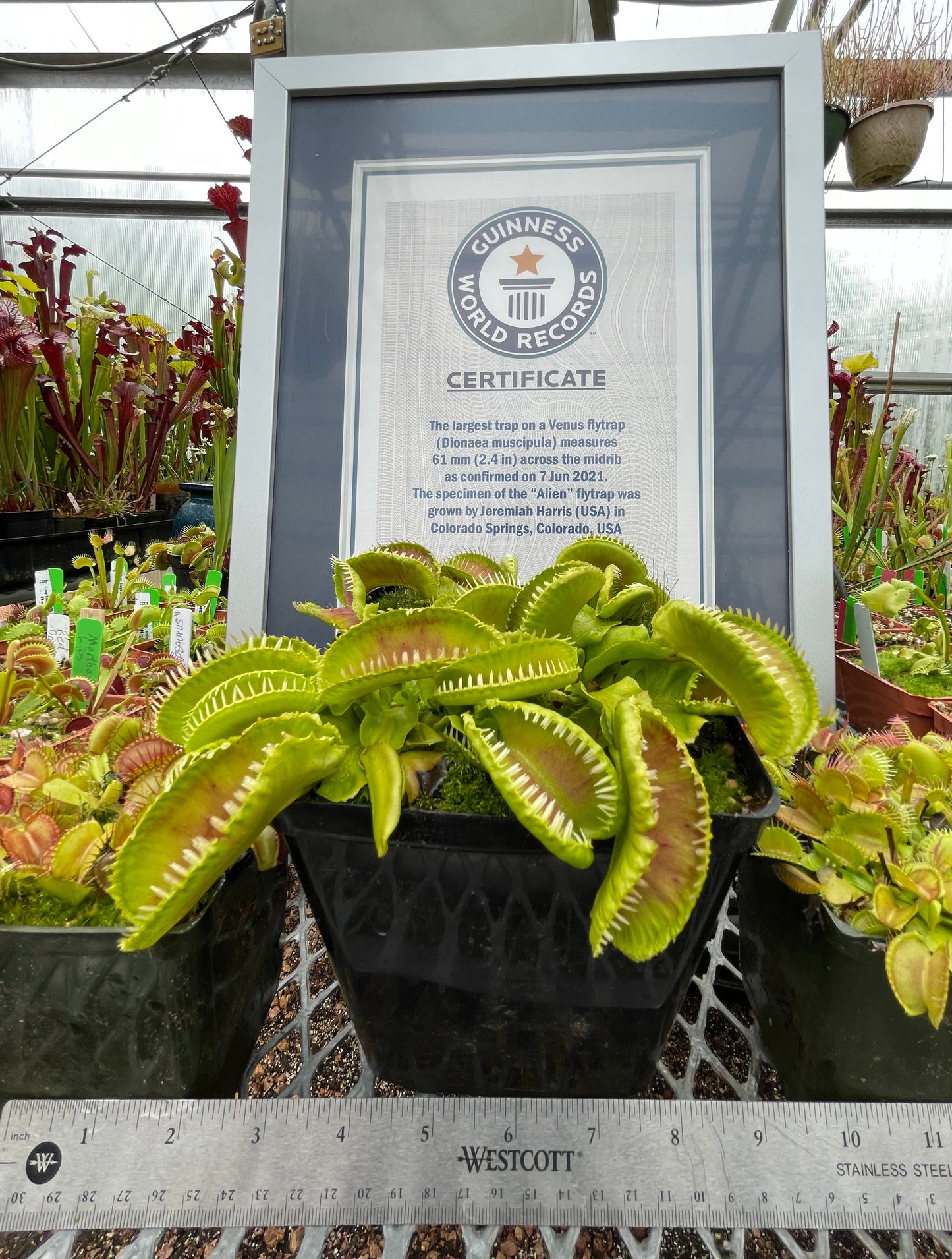 Dionaea muscipula Alien