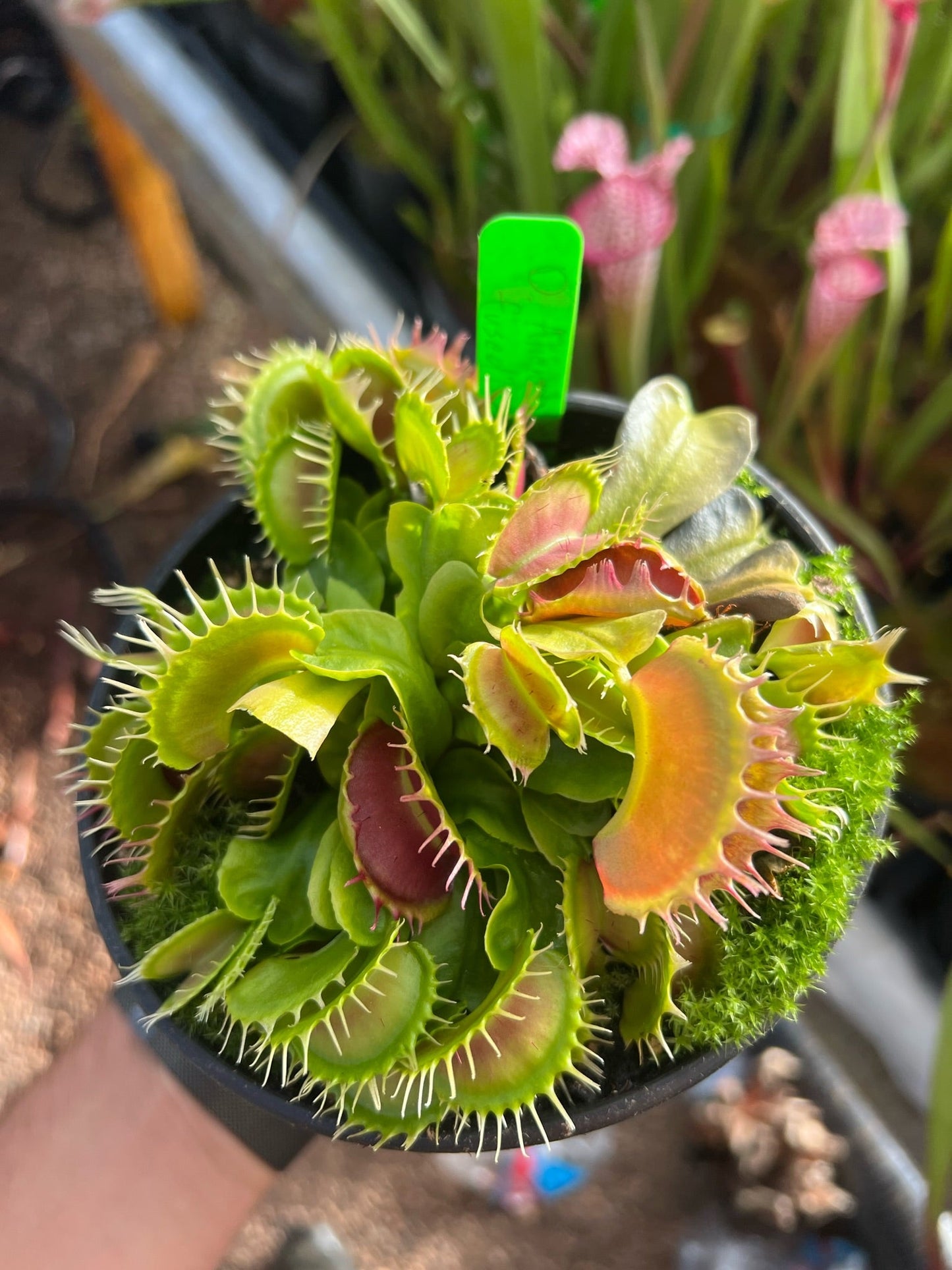 Dionaea muscipula Alien Fused Tooth