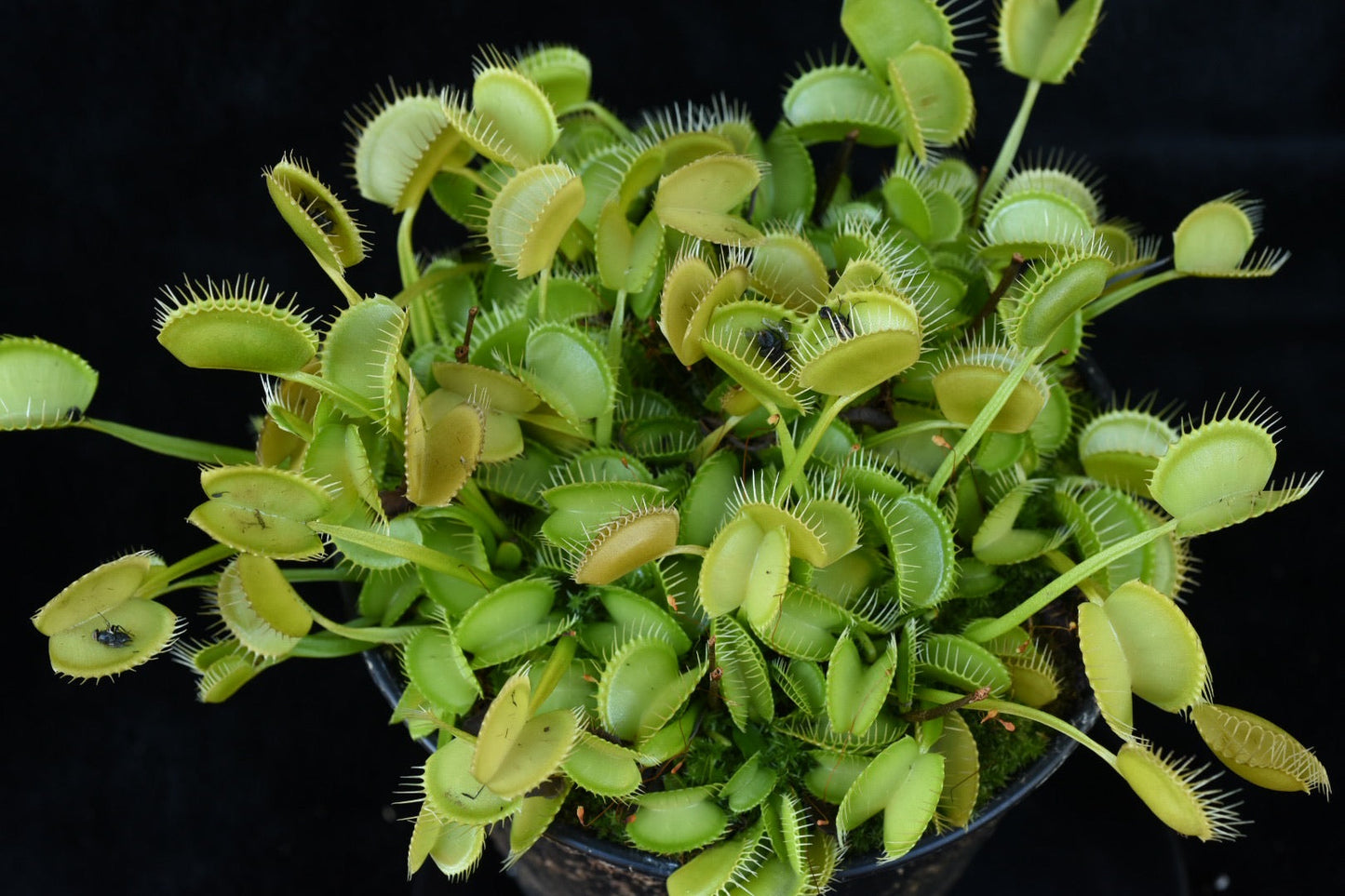 Dionaea muscipula All Green