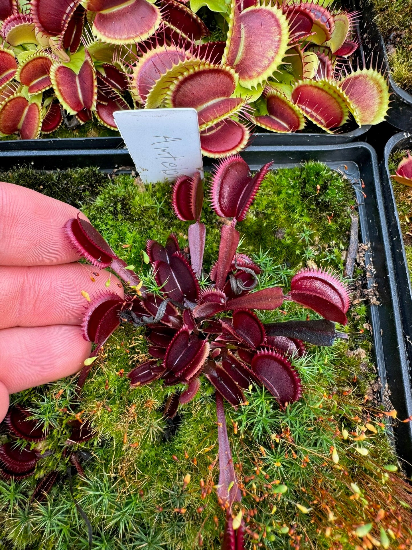 Dionaea muscipula Amteborus
