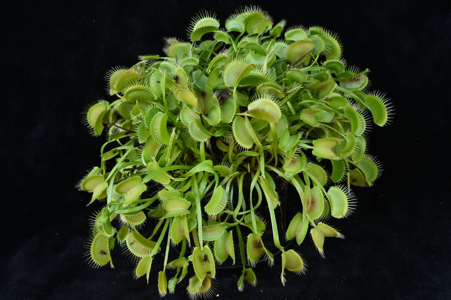 Dionaea muscipula Arching Flat Skinny Leaves