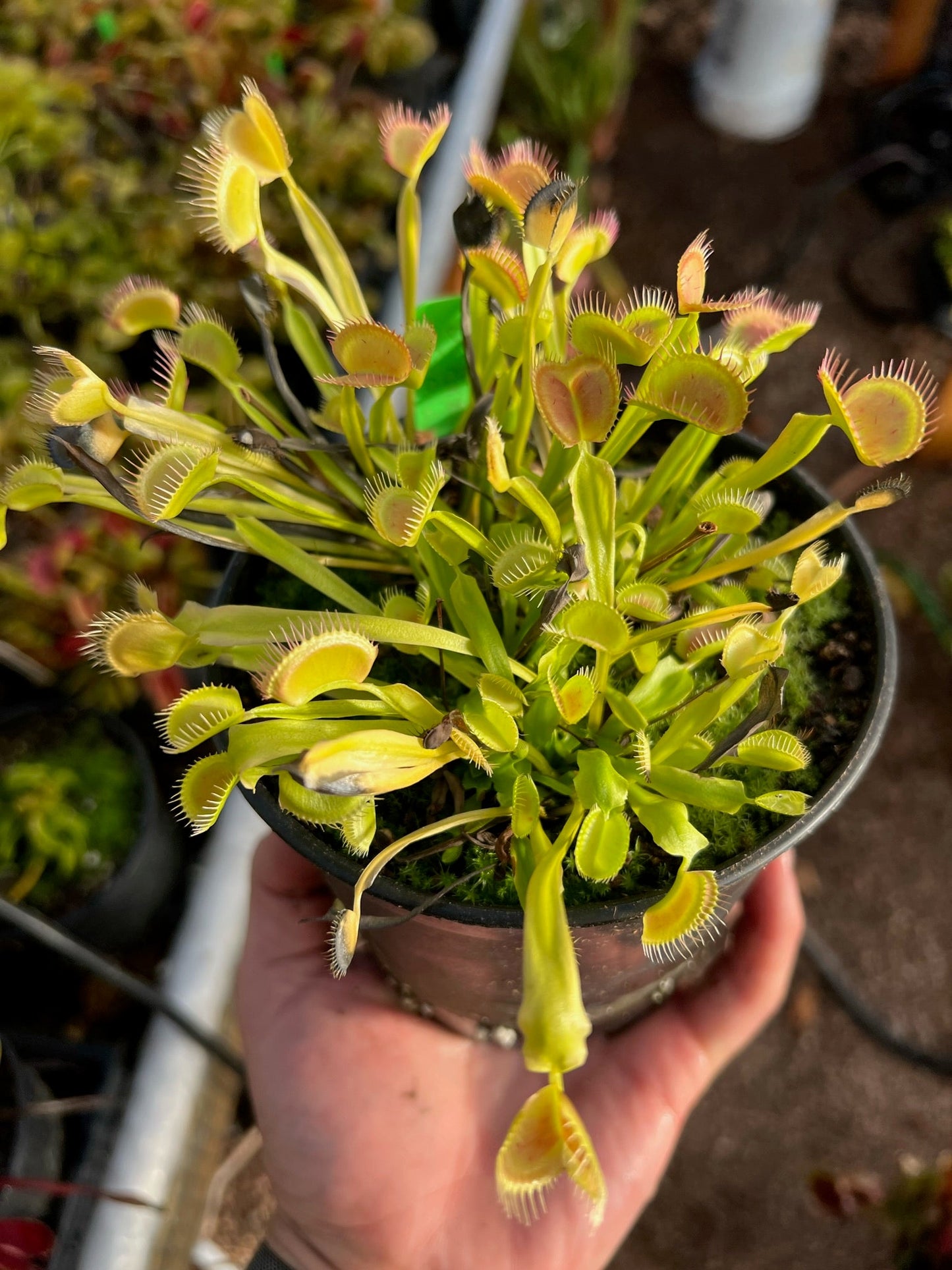 Dionaea muscipula Axels Cup