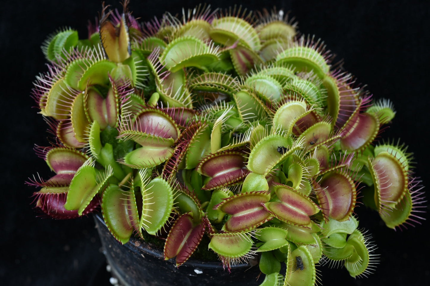 Dionaea muscipula B52 x Big Mouth