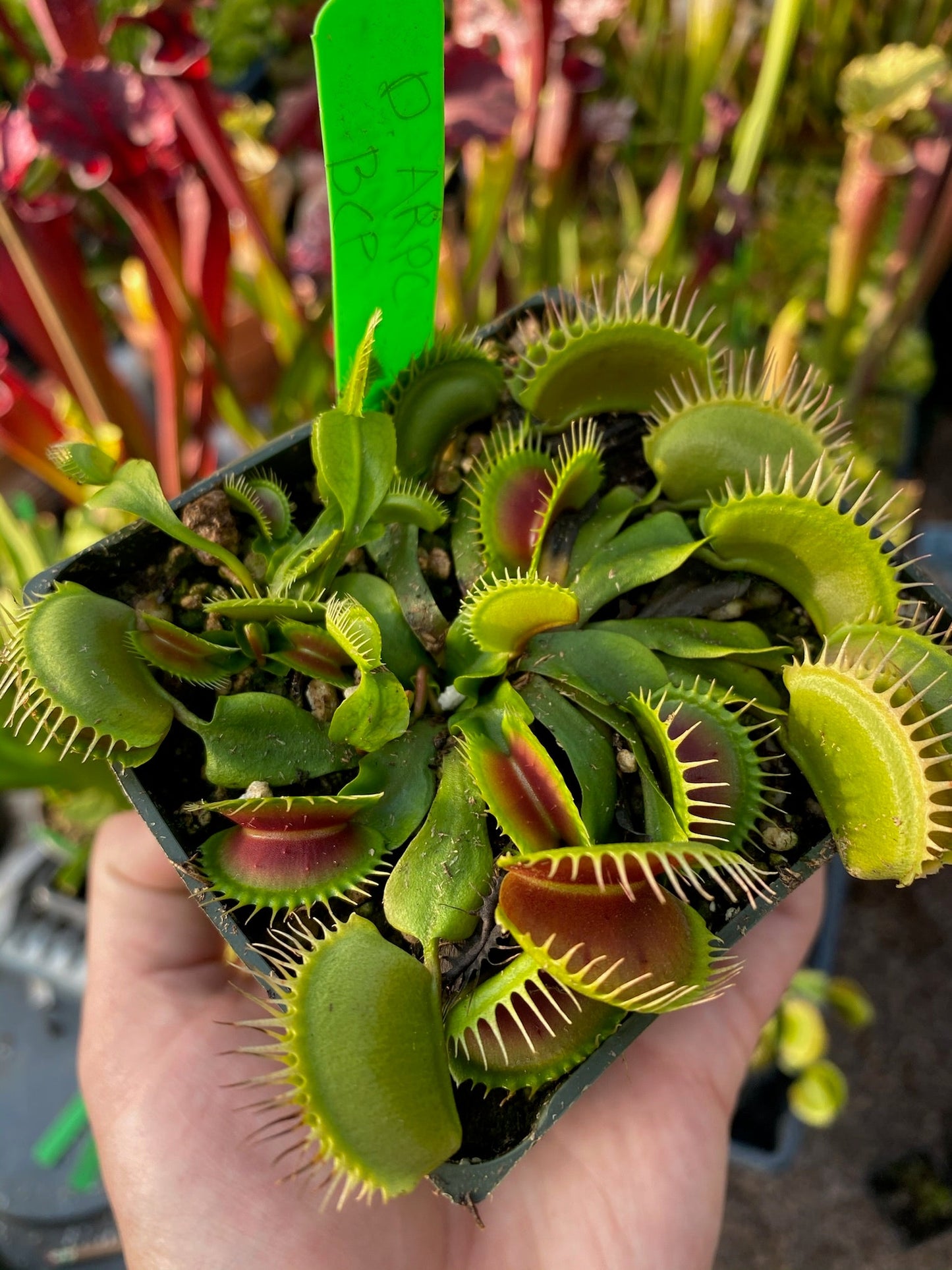 Dionaea muscipula BCP ARPC
