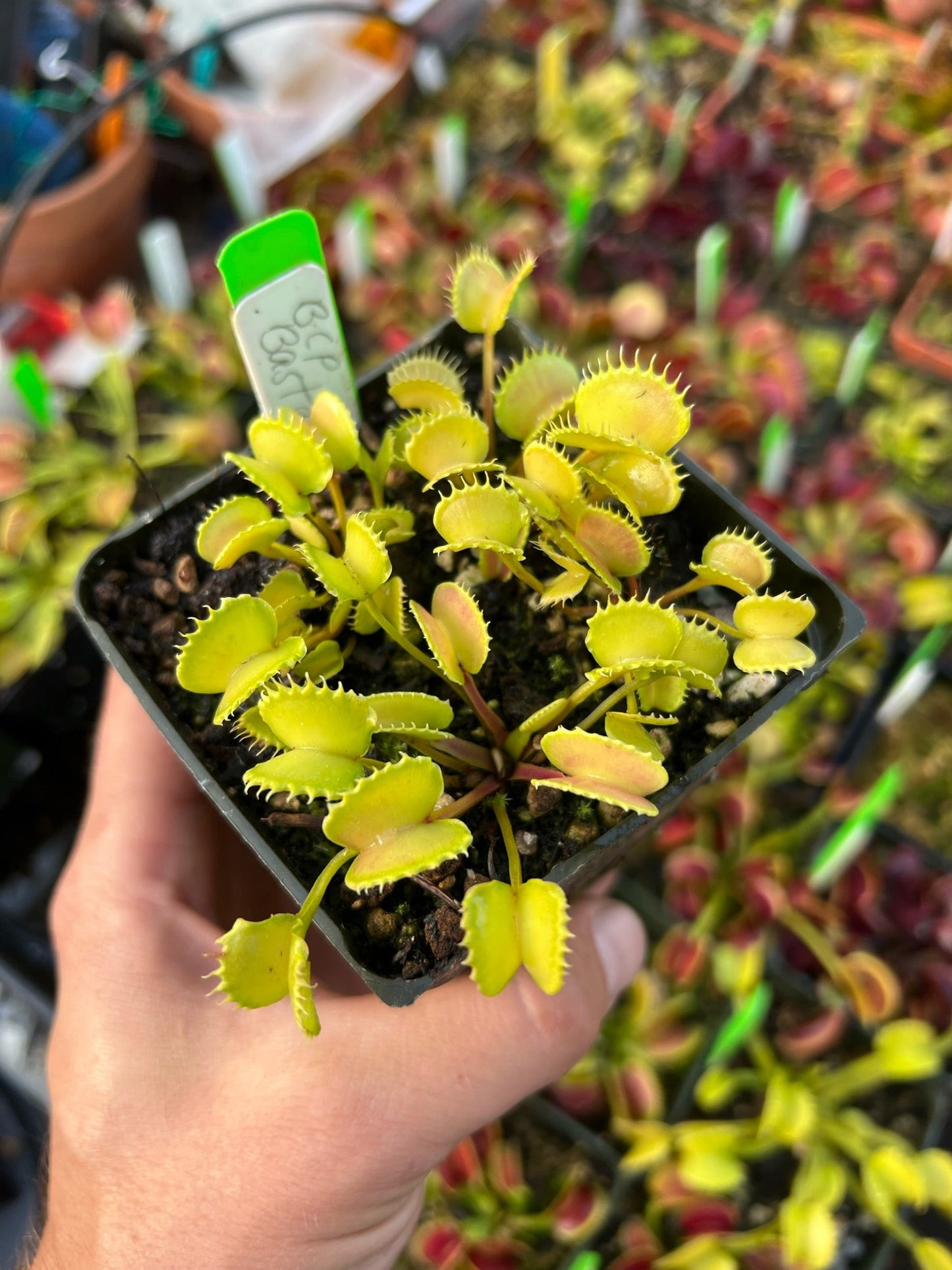 Dionaea muscipula BCP Bastard Werewolf