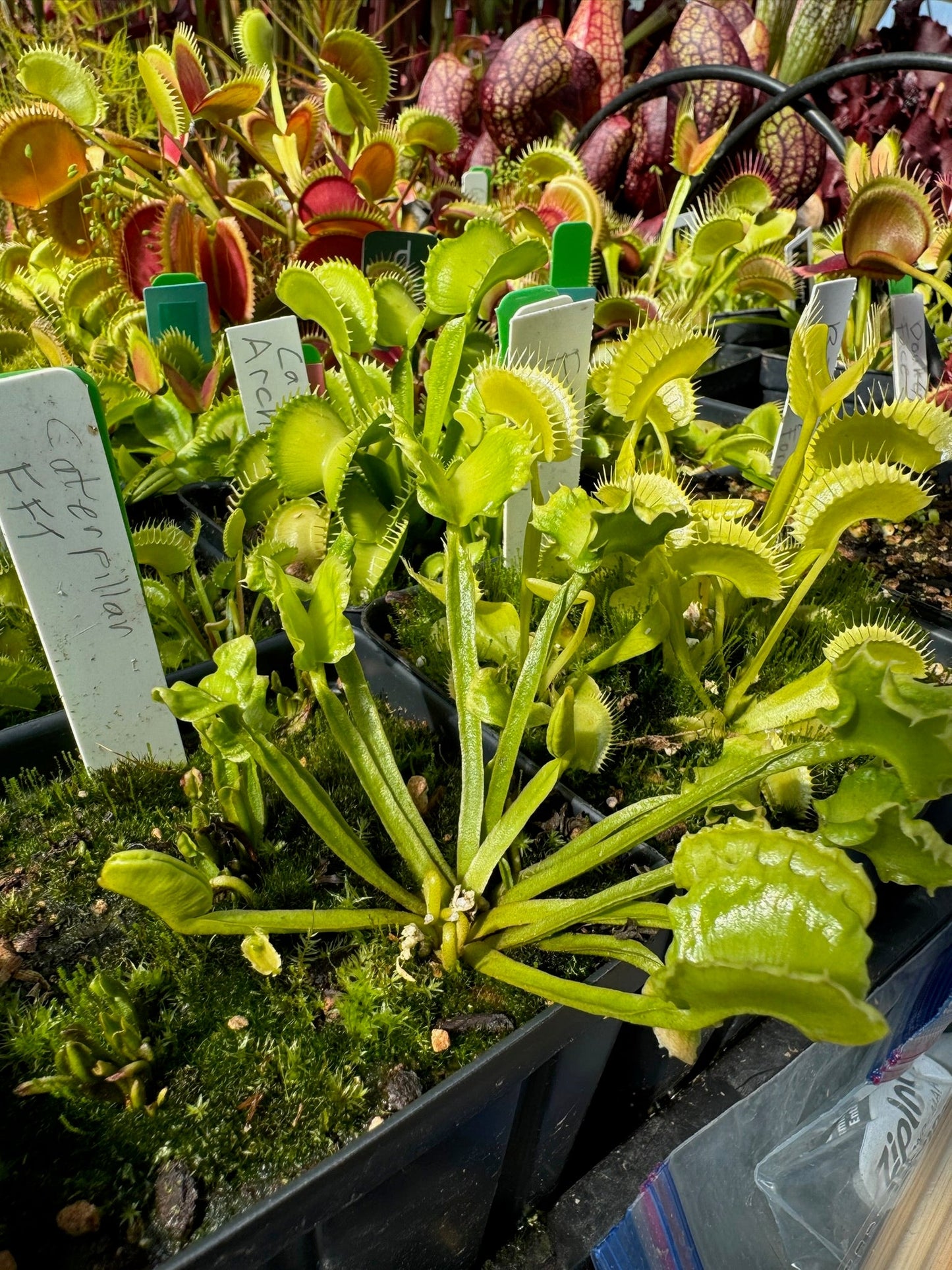 Dionaea muscipula BCP Caterpillar