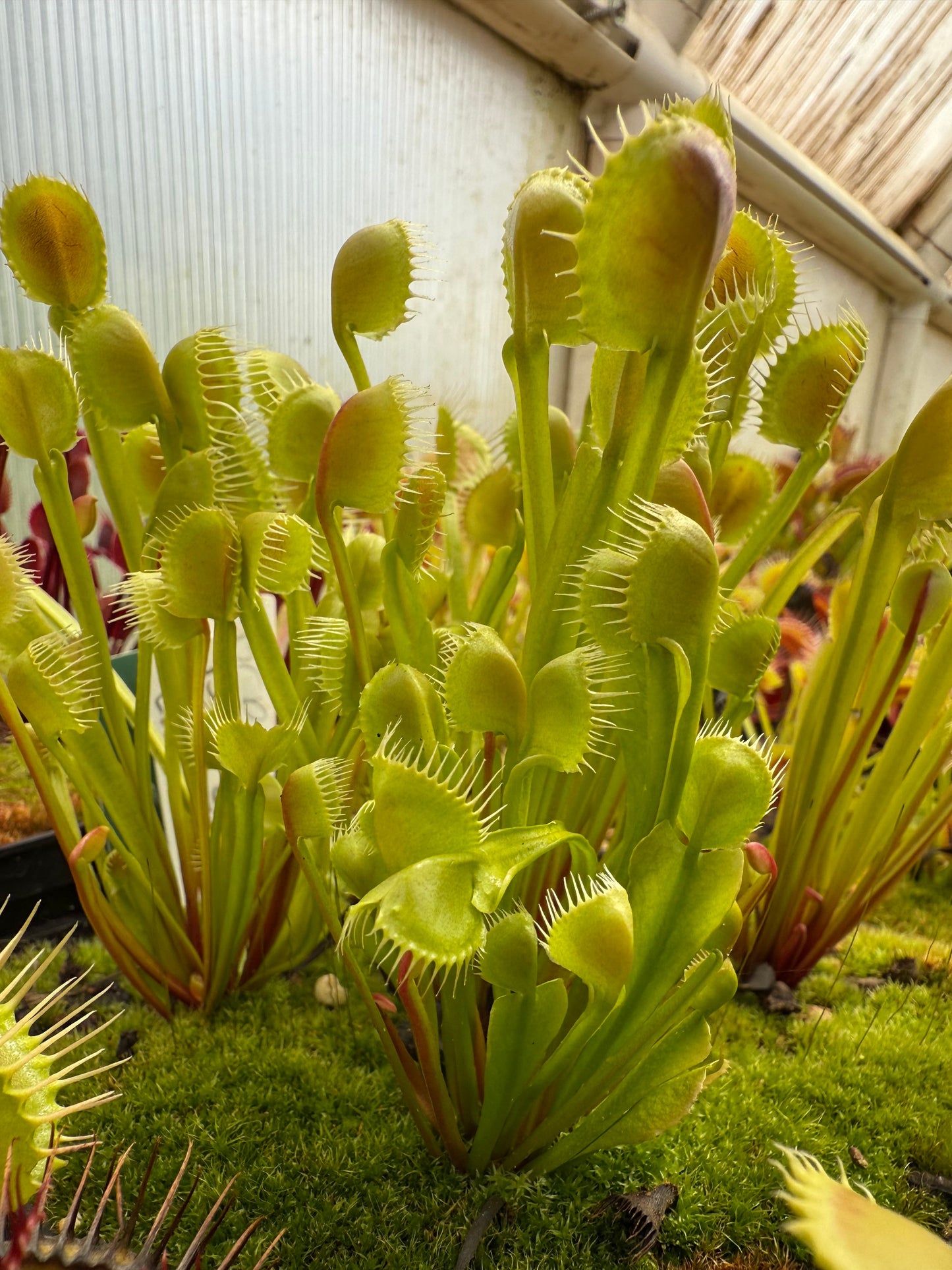Dionaea muscipula BCP Crazy Cup Trap