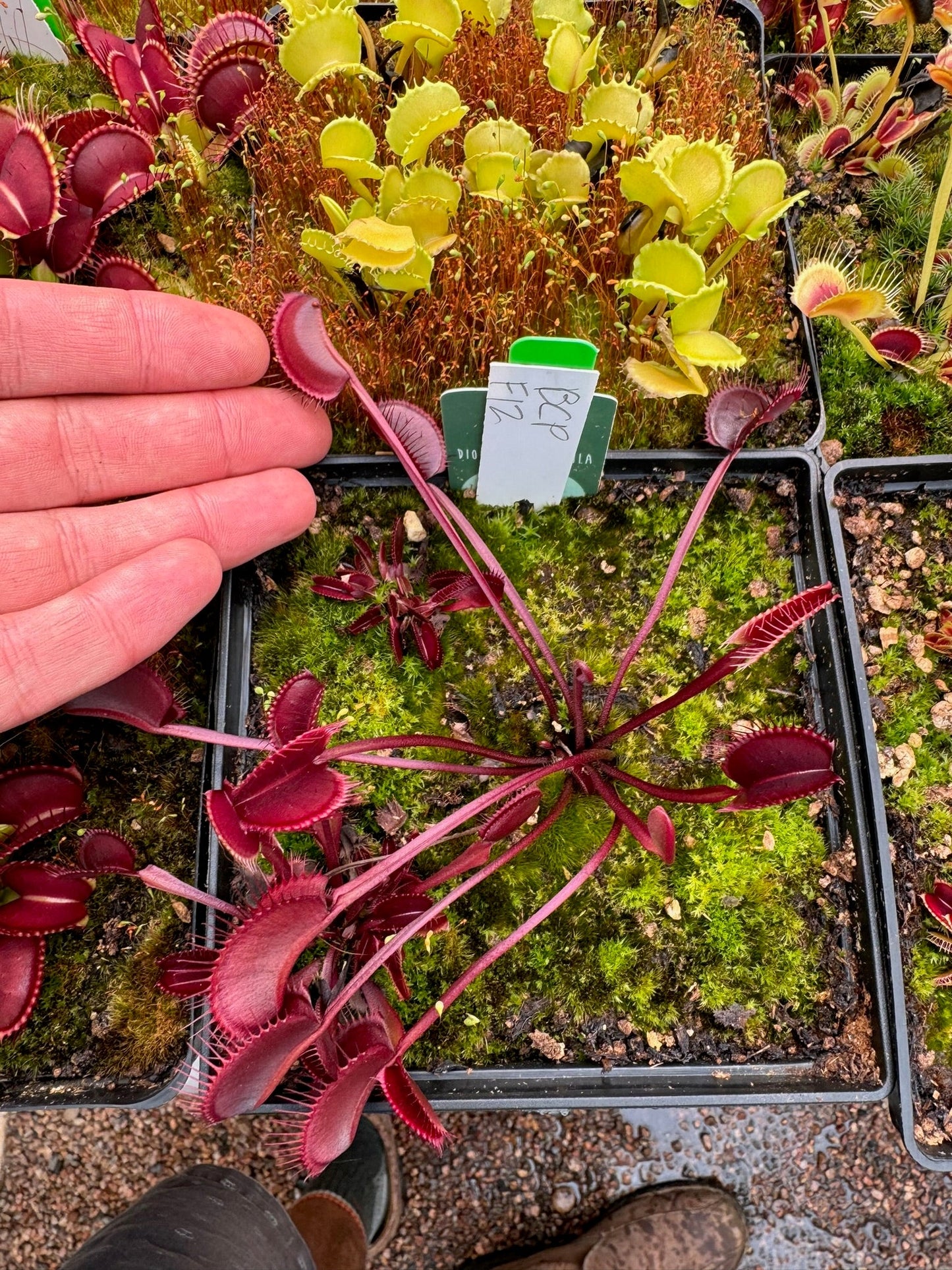 Dionaea muscipula BCP F12