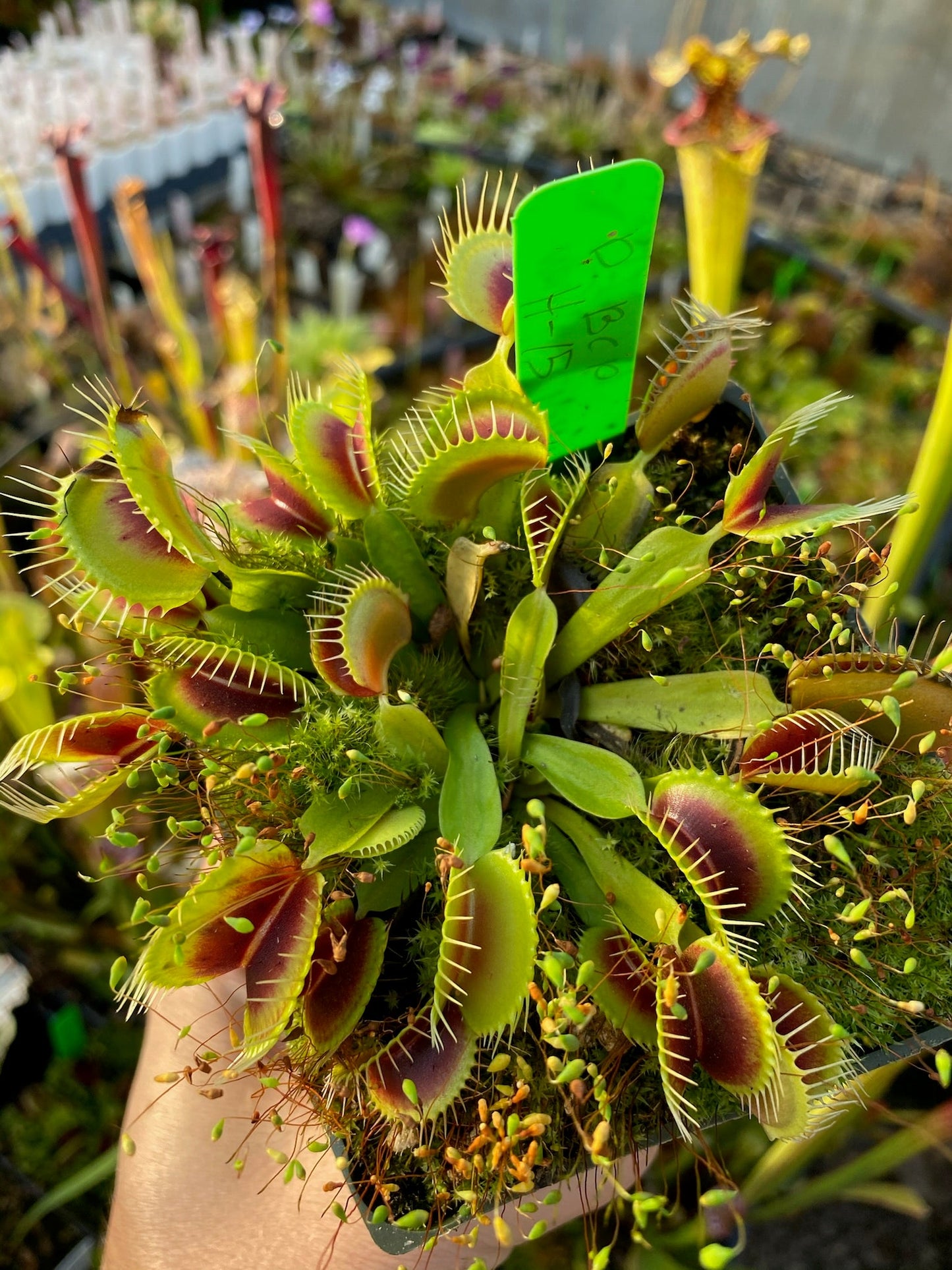 Dionaea muscipula BCP H-15