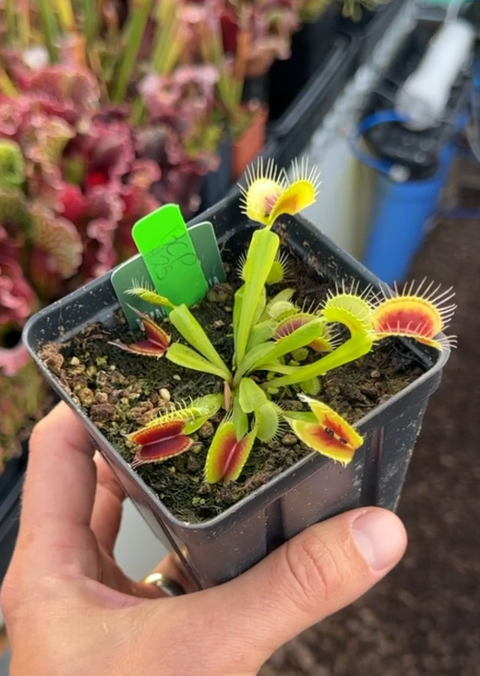 Dionaea muscipula BCP H25