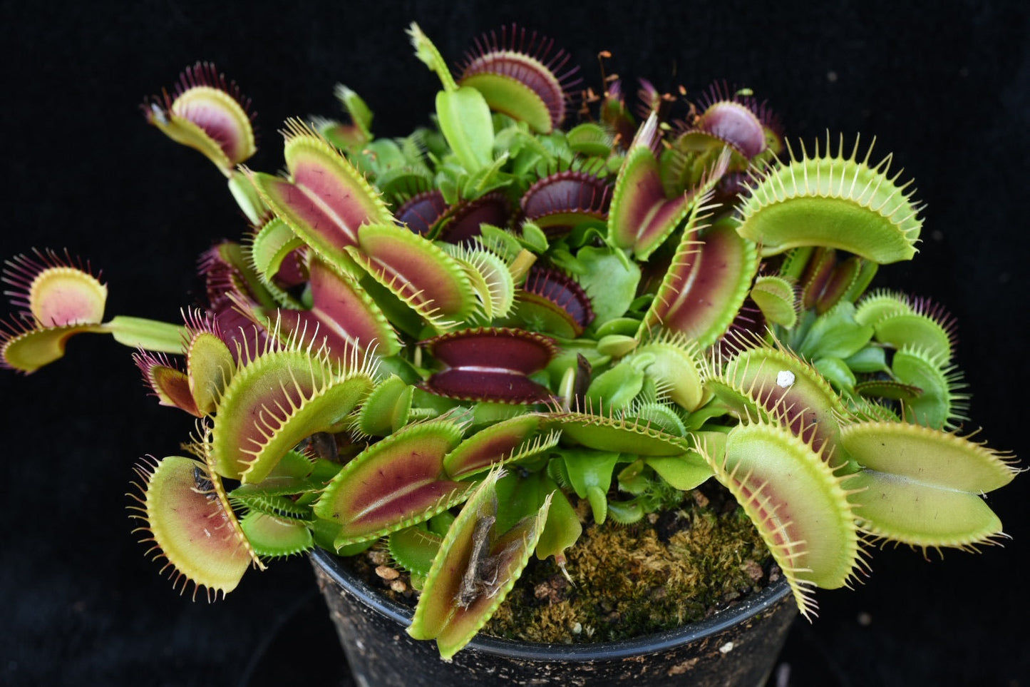 Dionaea muscipula Banded