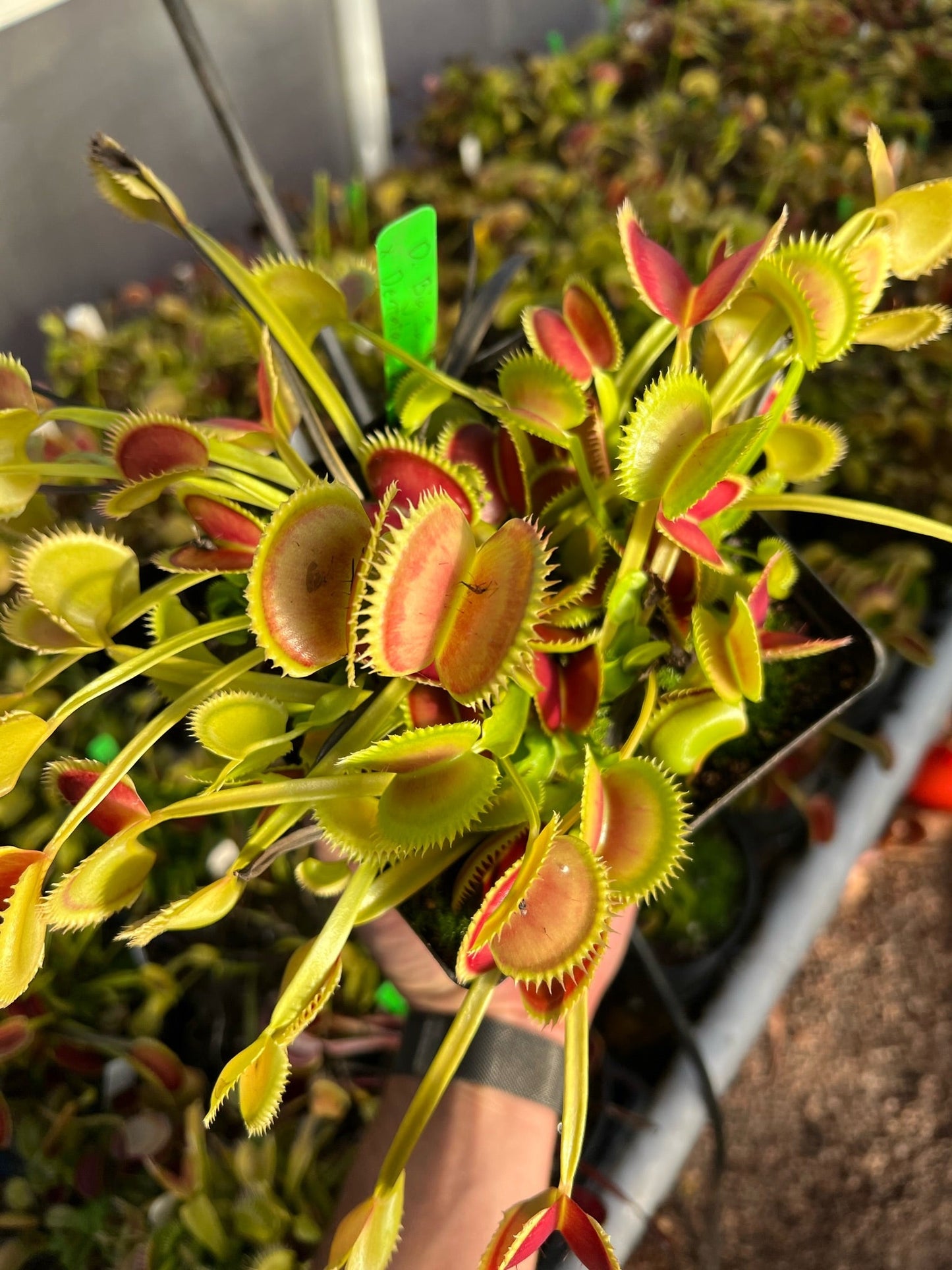 Dionaea muscipula Big Jaws x Dentata