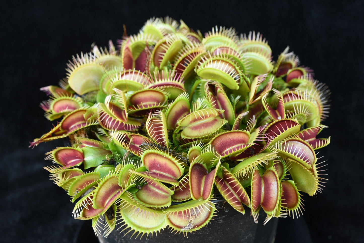 Dionaea muscipula Big Mouth