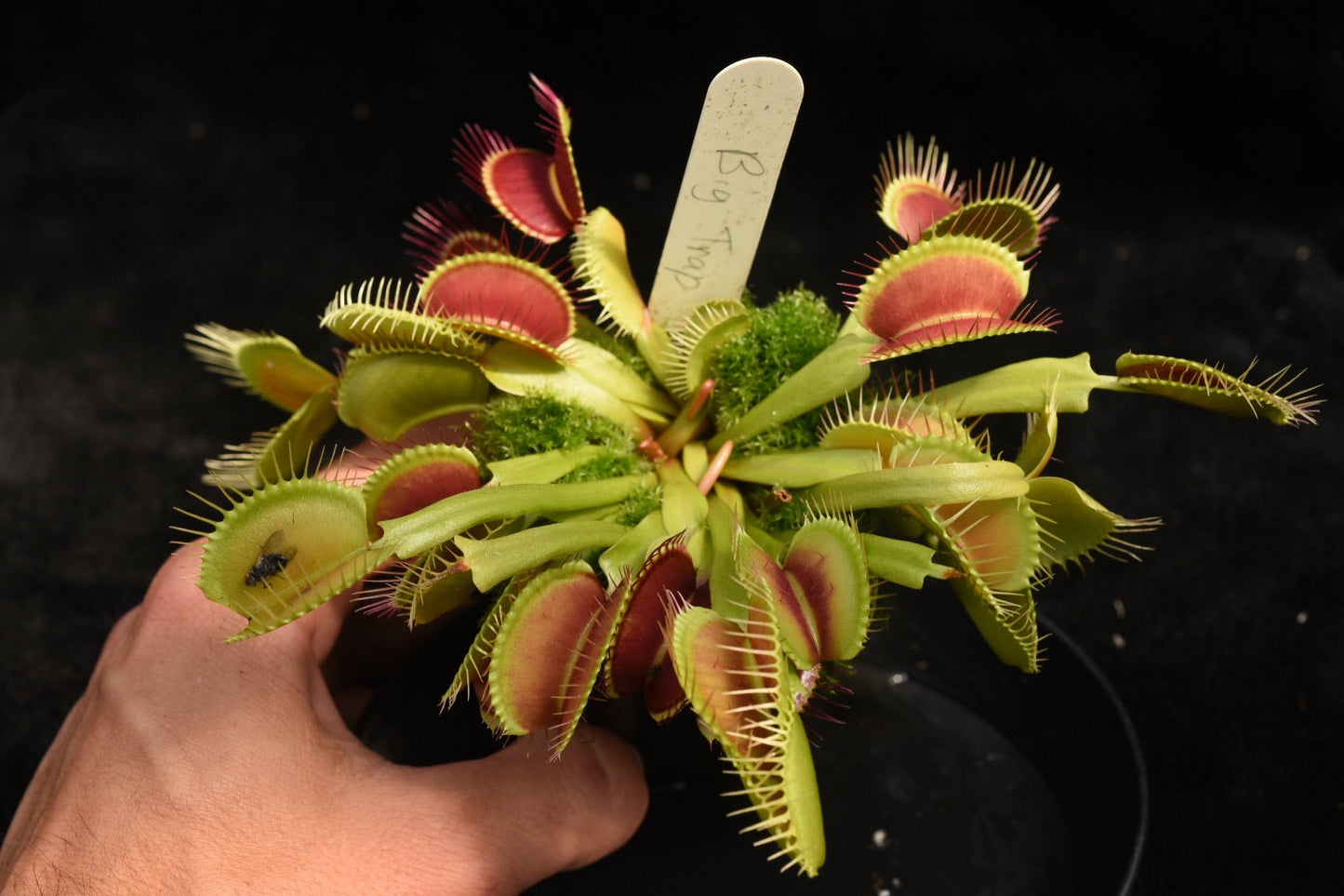 Dionaea muscipula Big Trap