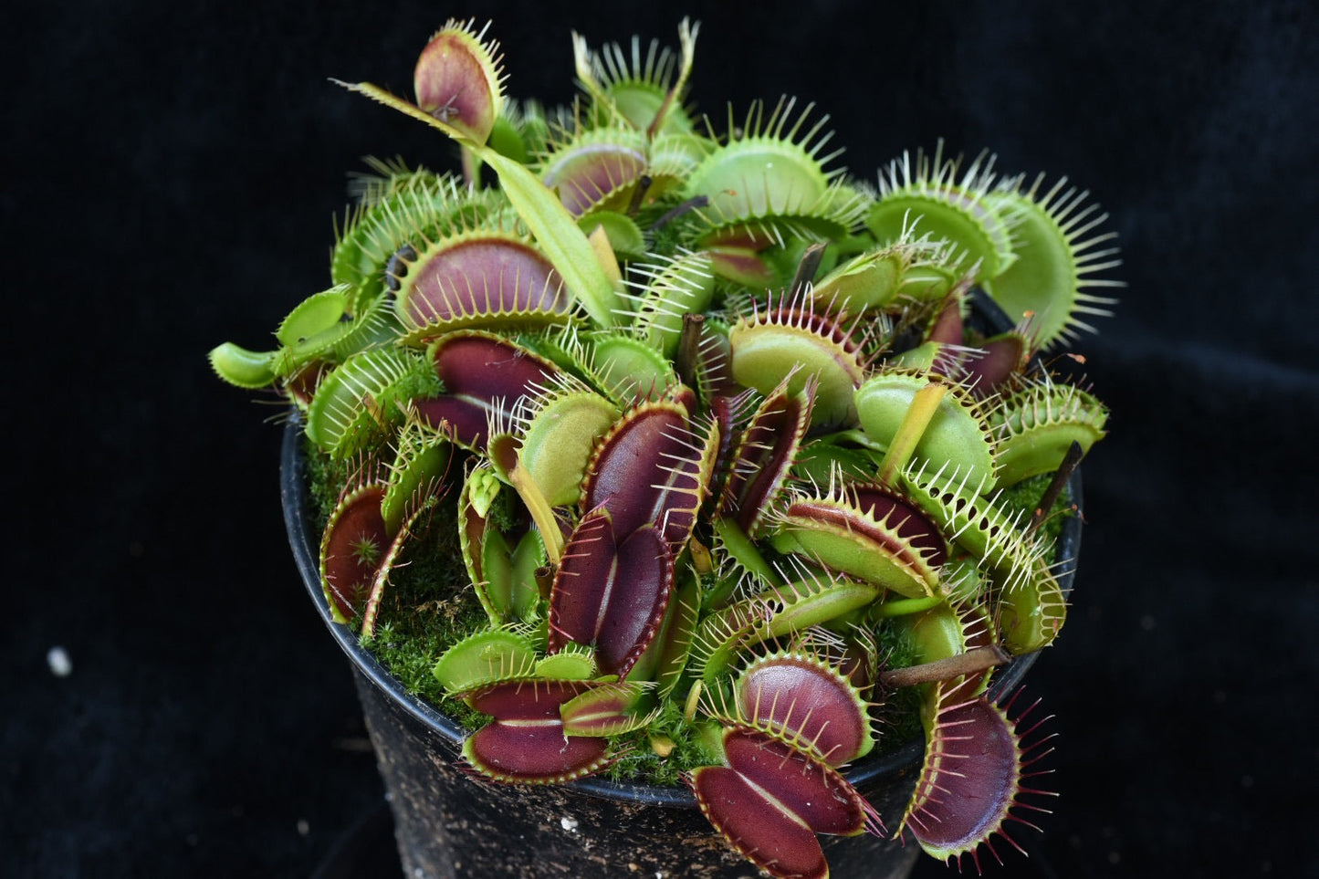 Dionaea muscipula Big Vigorous