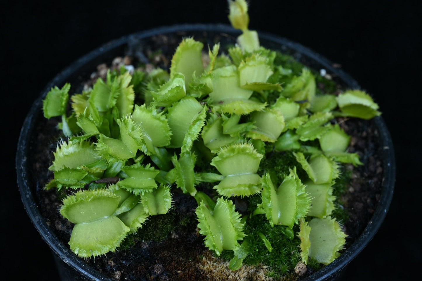 Dionaea muscipula Biohazard 2