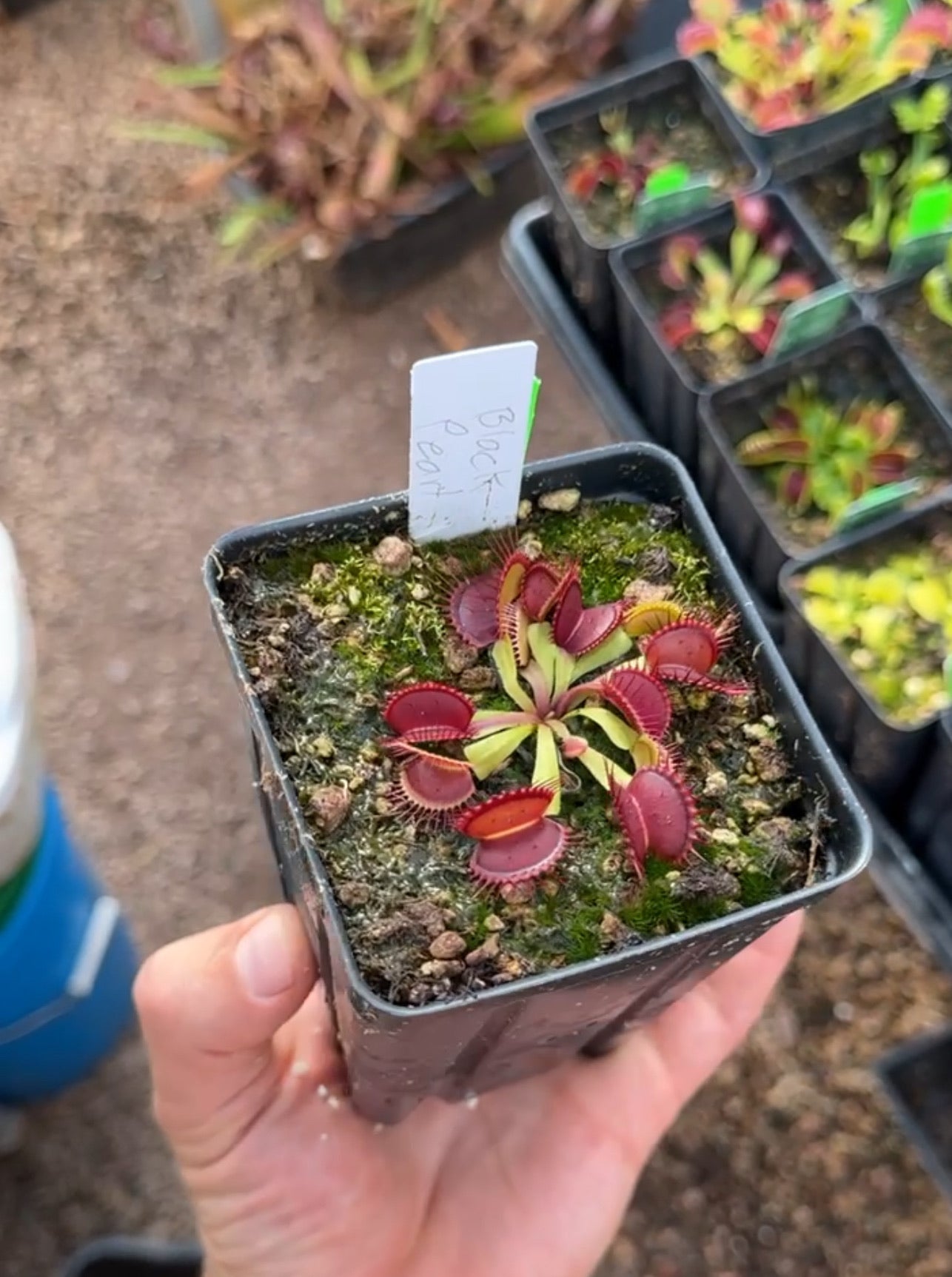 Dionaea muscipula Black Pearl
