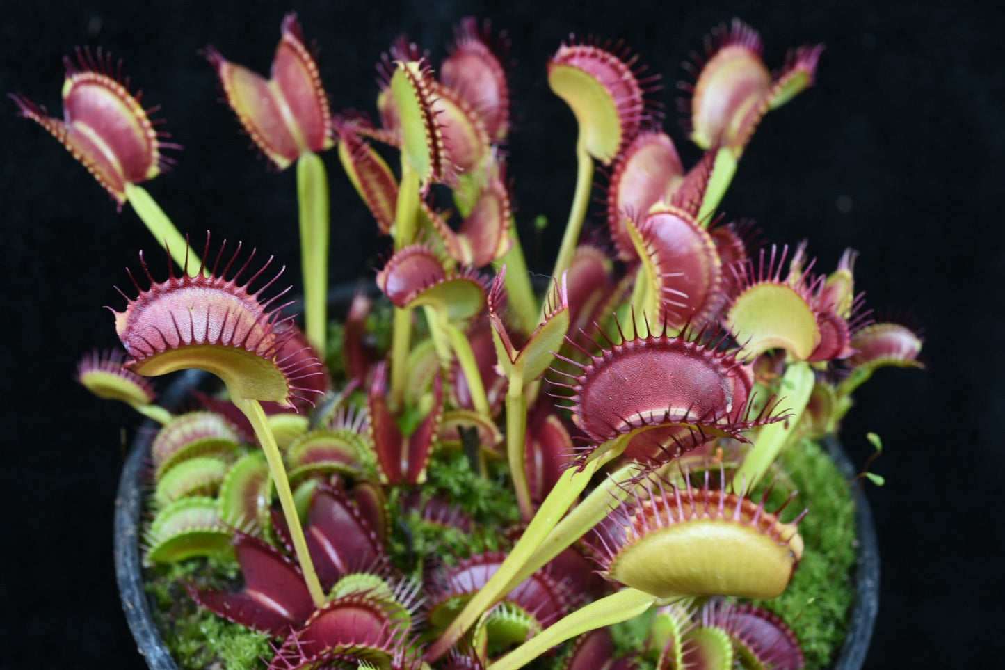 Dionaea muscipula Blood Red