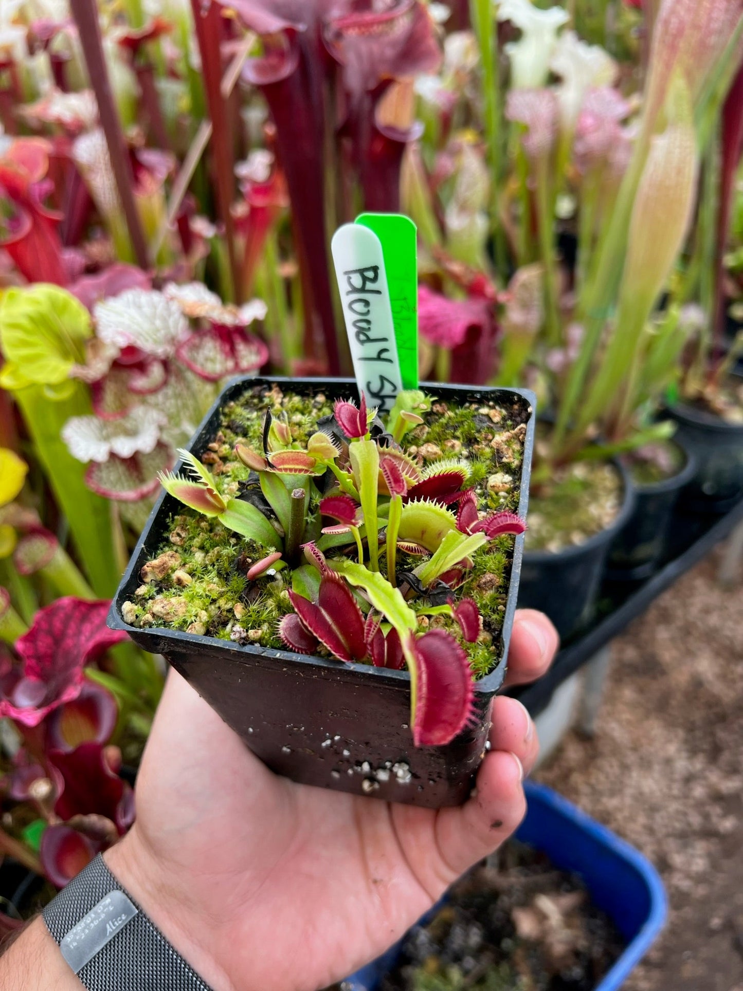 Dionaea muscipula Bloody Shark