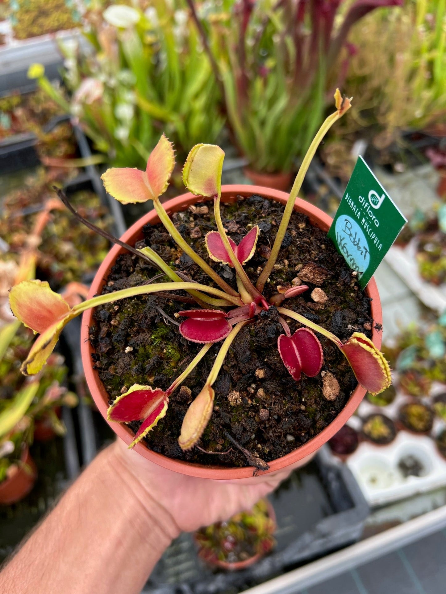 Dionaea muscipula Bobbit Worm