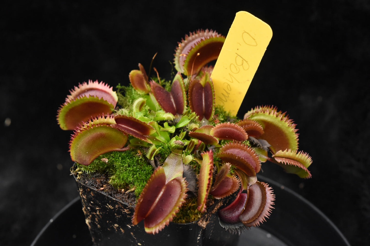 Dionaea muscipula Bohemian Garnet