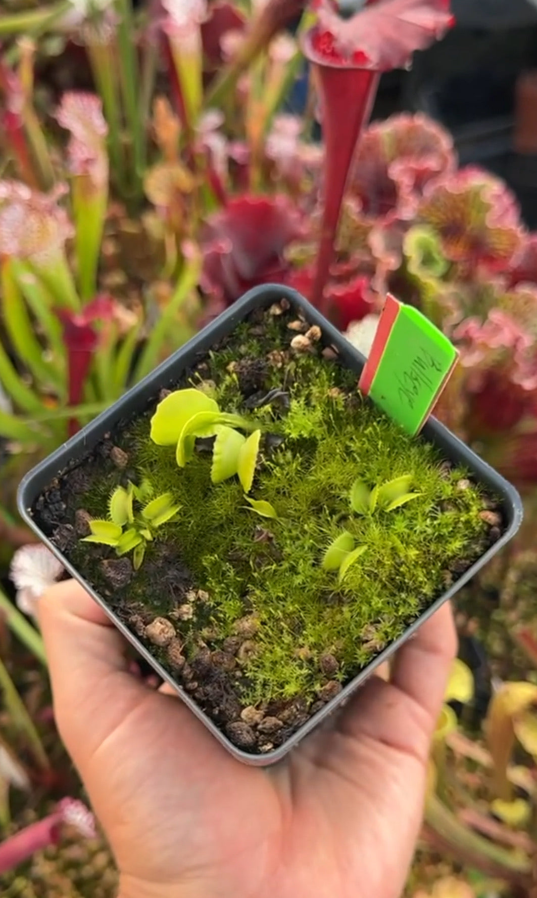 Dionaea muscipula Bullseye