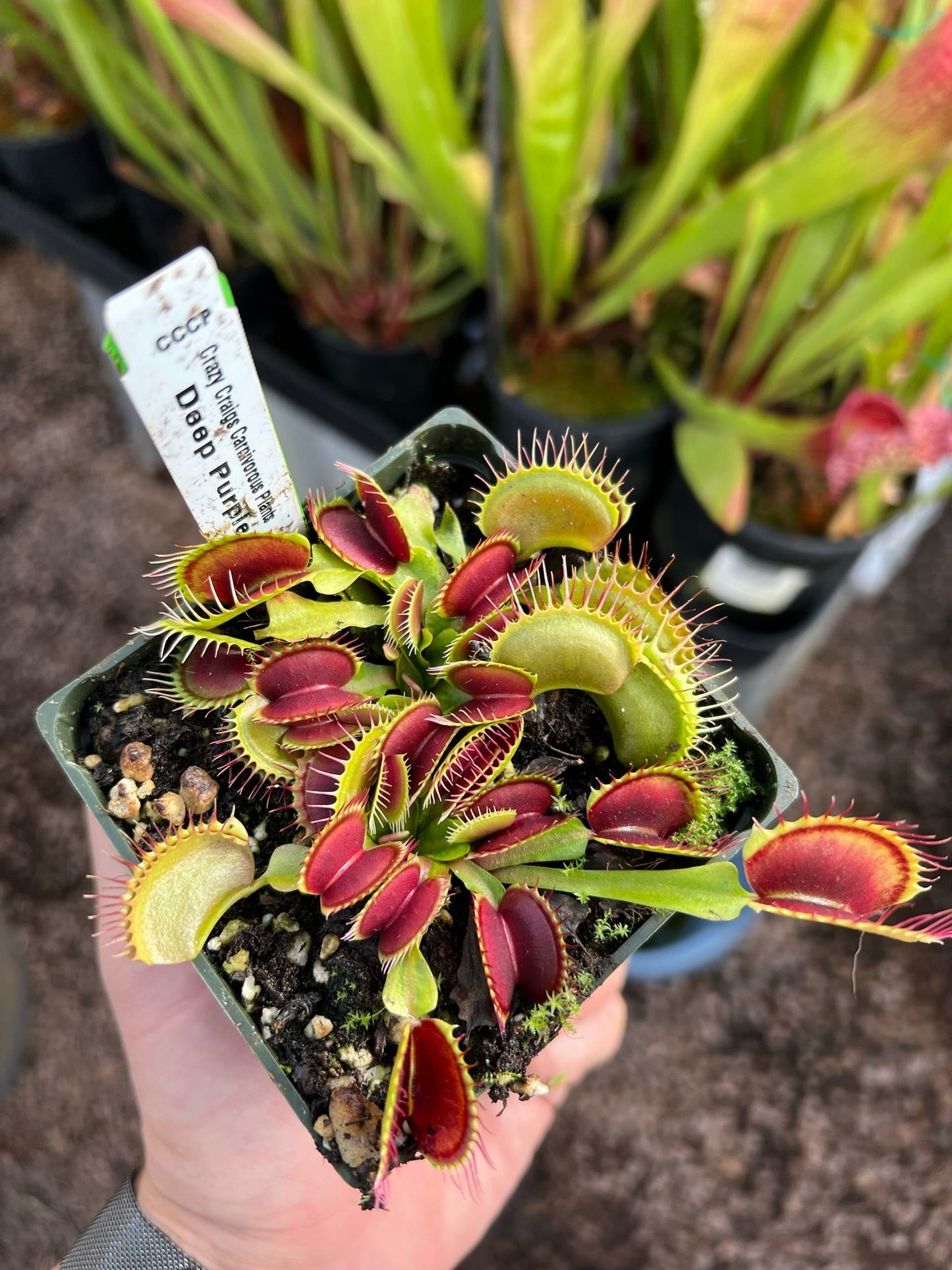 Dionaea muscipula CCCP Deep Purple