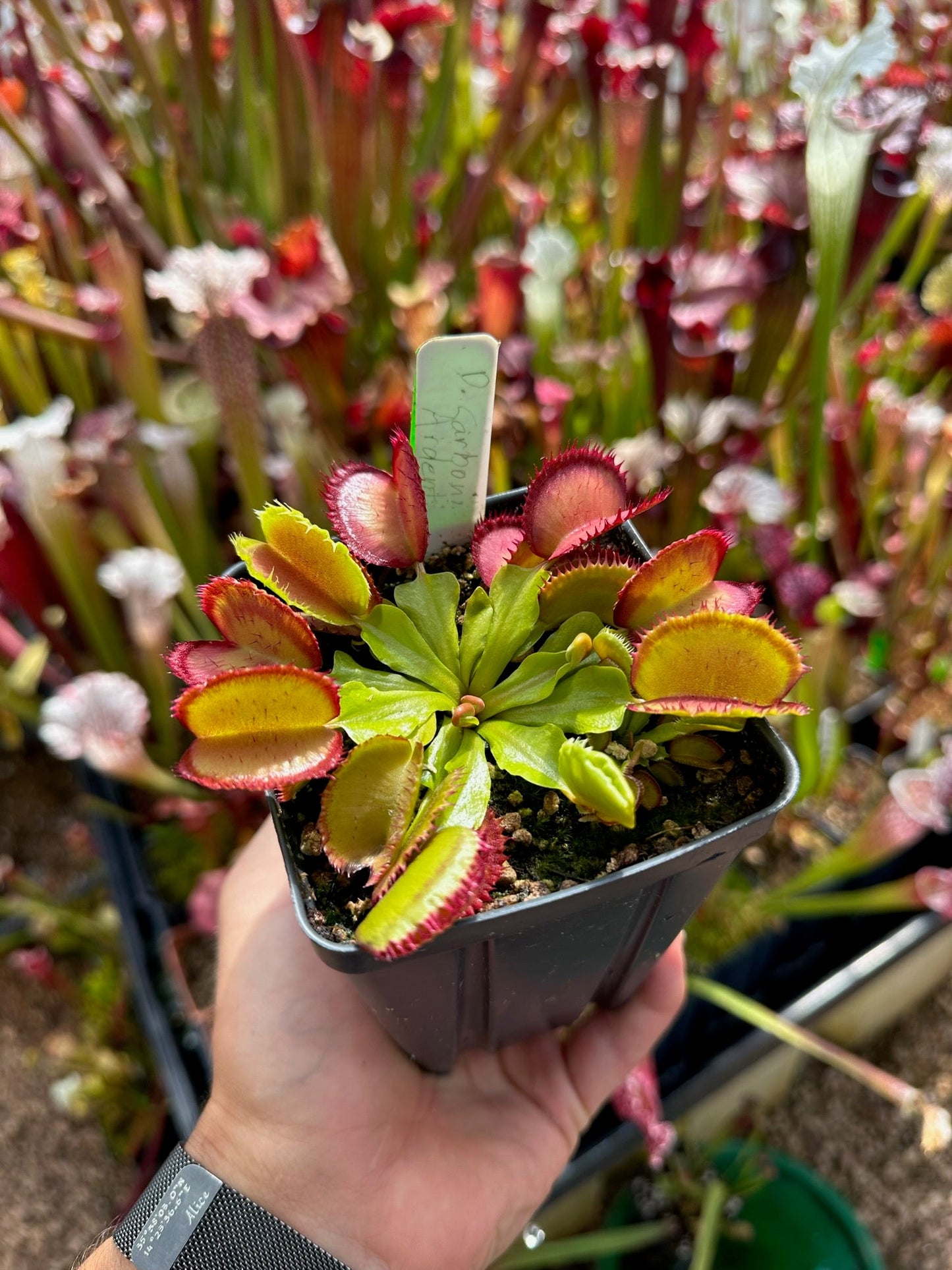 Dionaea muscipula Carboni Ardenti